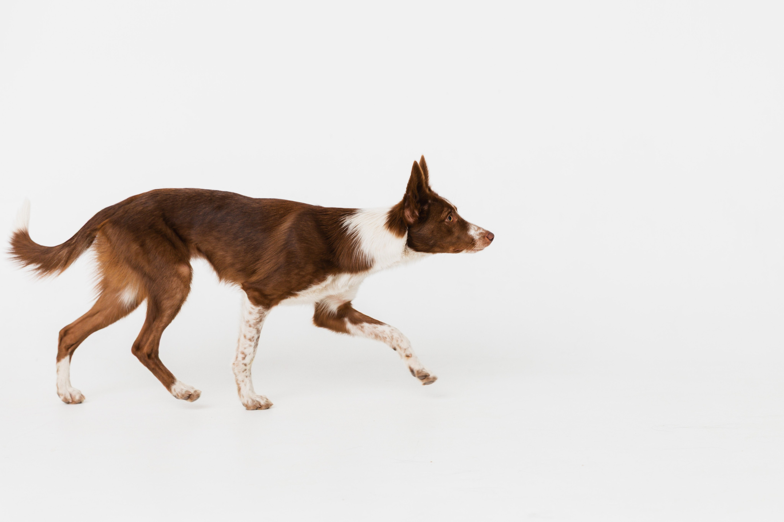 Воркшоп по импульсному свету