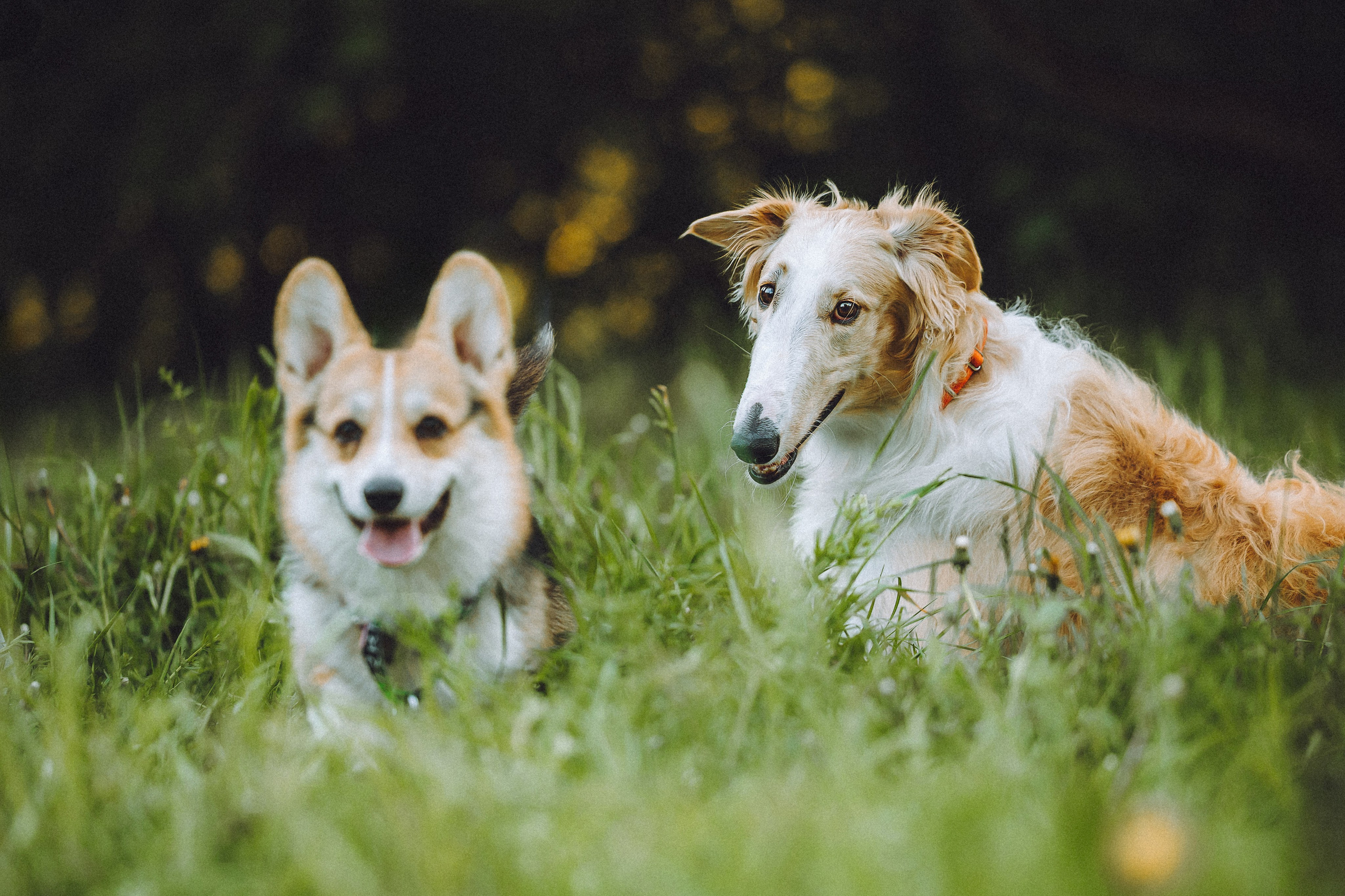 Илай, Зайка и их семья