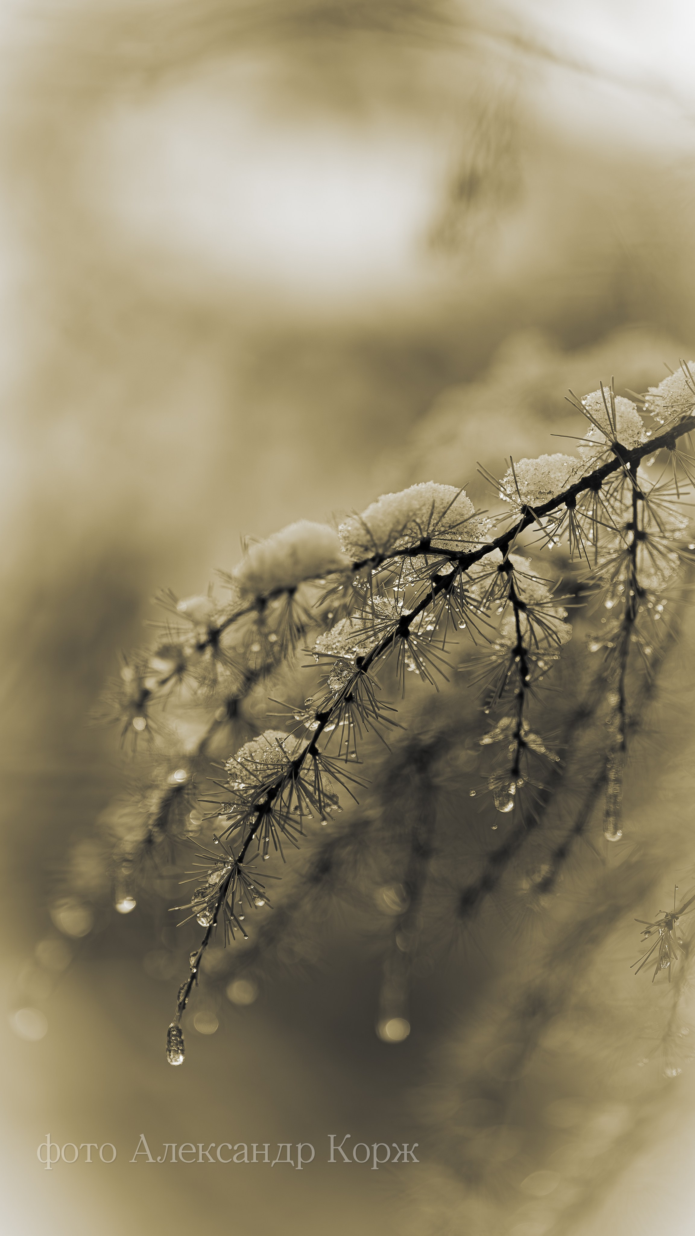 Золотая осень 2025. Айхал. Удачный. Мирный Якутия. Фотографии и видеосъемка, Айхал, Удачный, Якутия. Фотографии Айхал