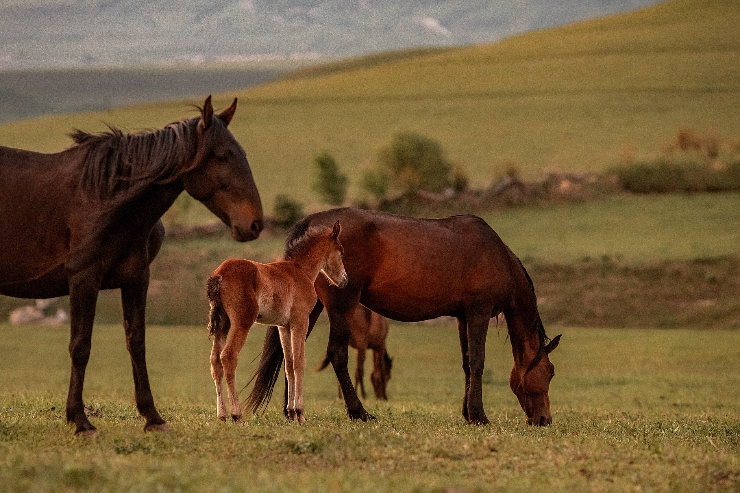 Майское закатное. BrisArts