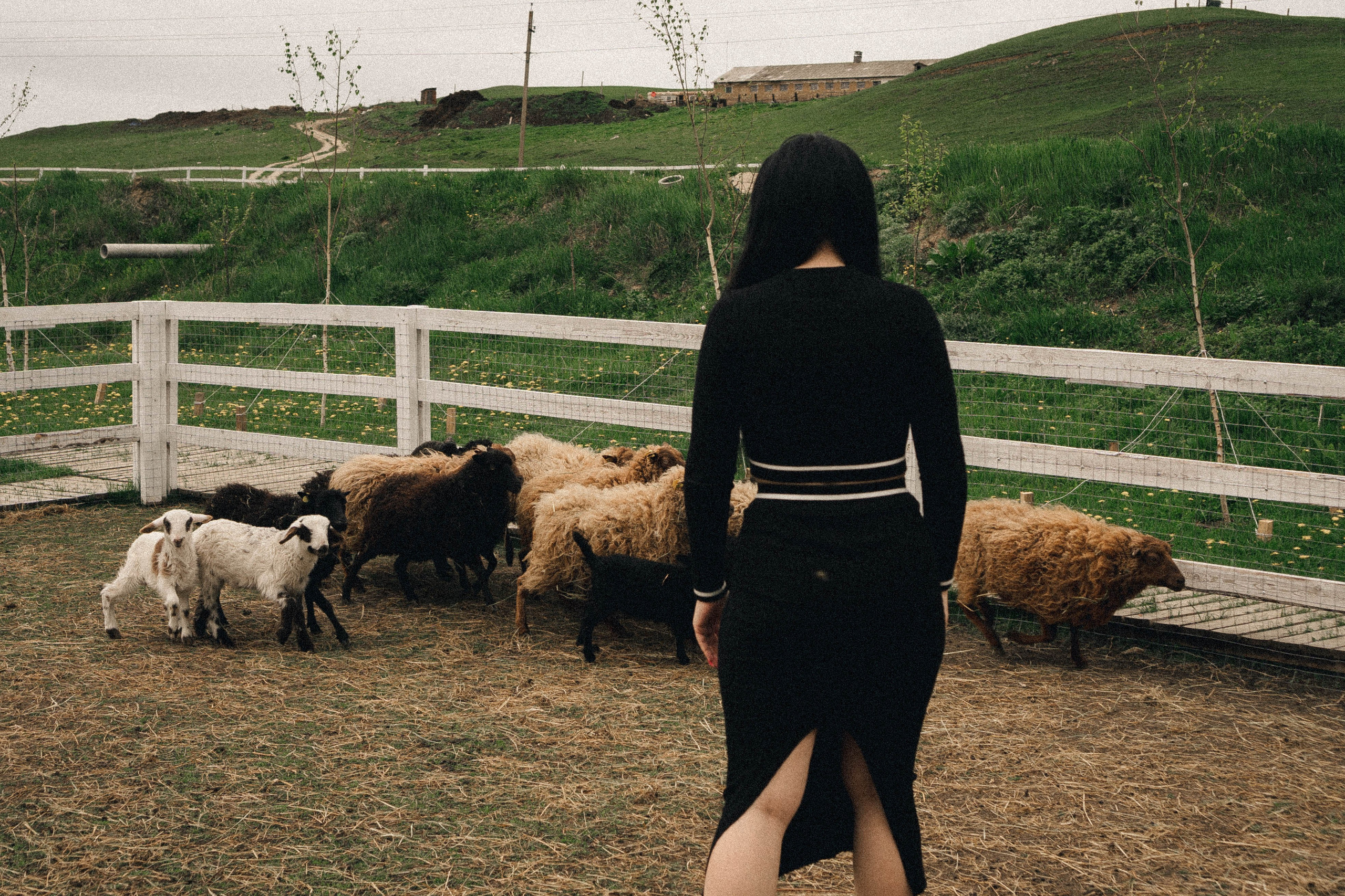 Ферма Альпак. Профессиональный фотограф, Санкт-Петербург — Виктория Богомолова