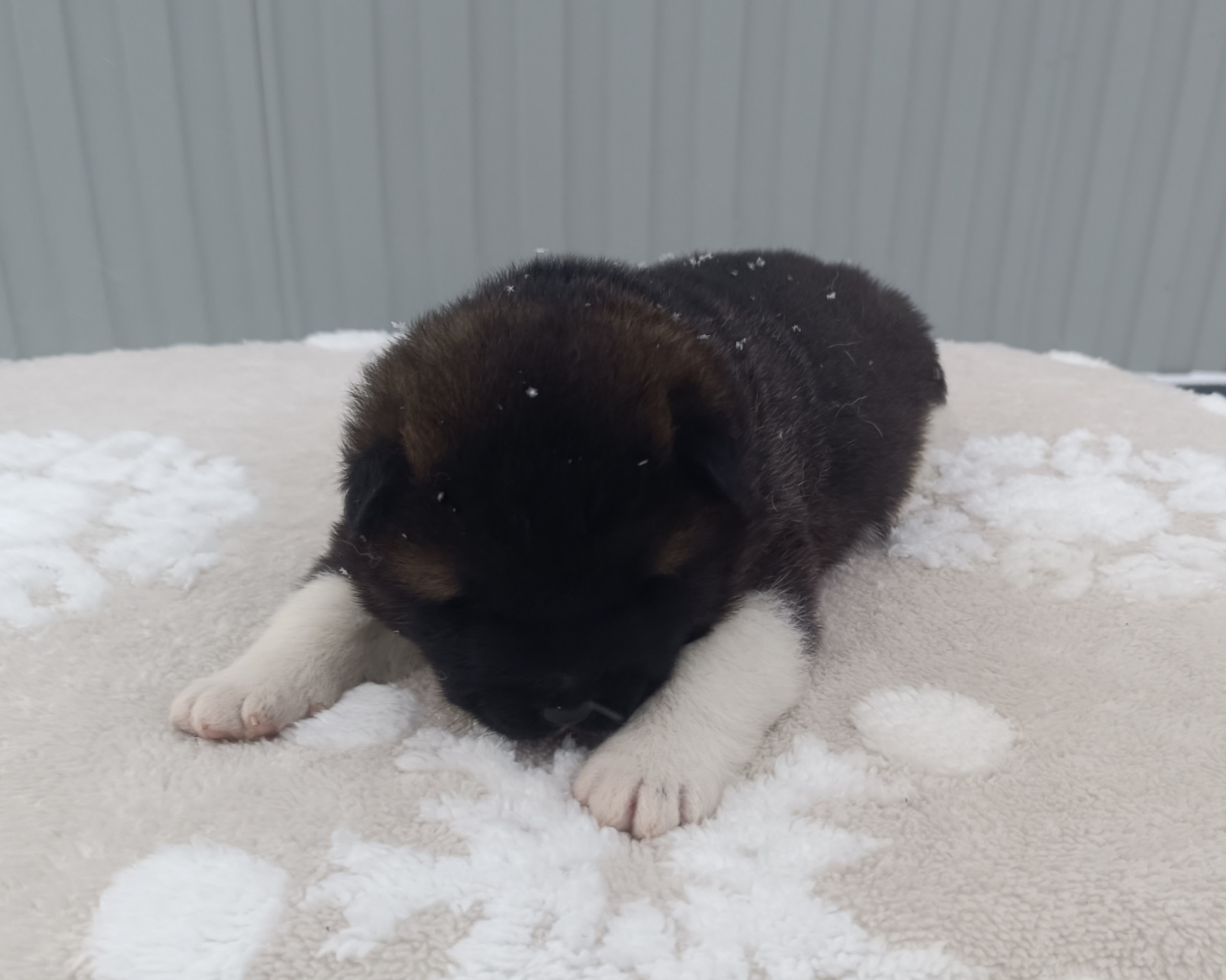 Американская акита  щенки питомник Санкт-Петербург клубные щенки Американская акита питомник RUBYLIGHT Рубилайт купить щенка американской акиты