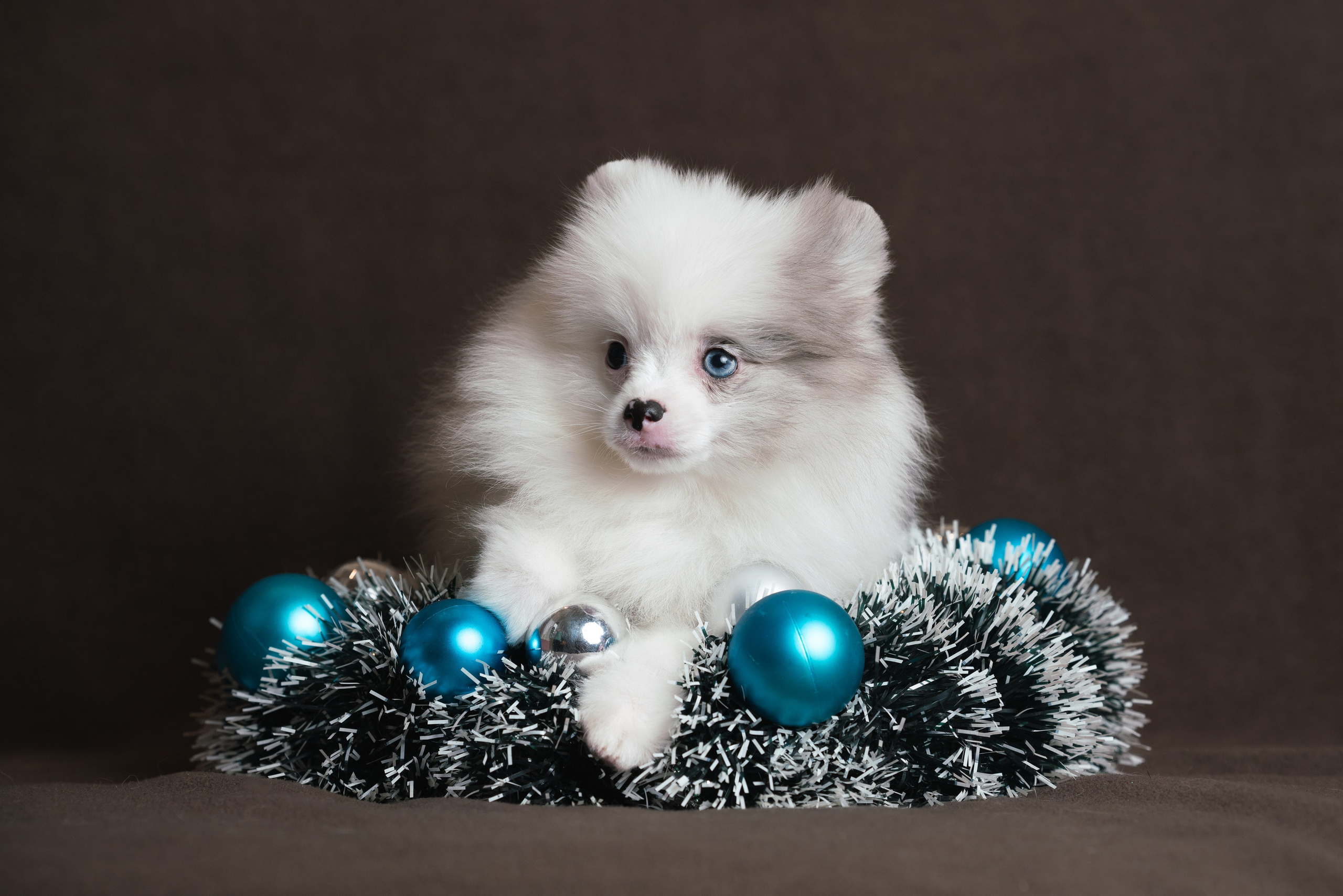 Шпицы. Фотограф анималист Осипчикова Мария