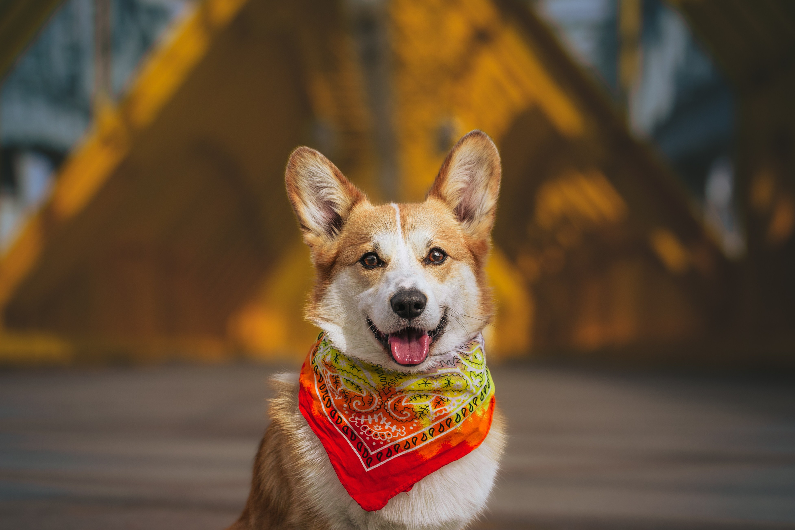 Андреевский мост. Фотограф-анималист Татьяна Степанова