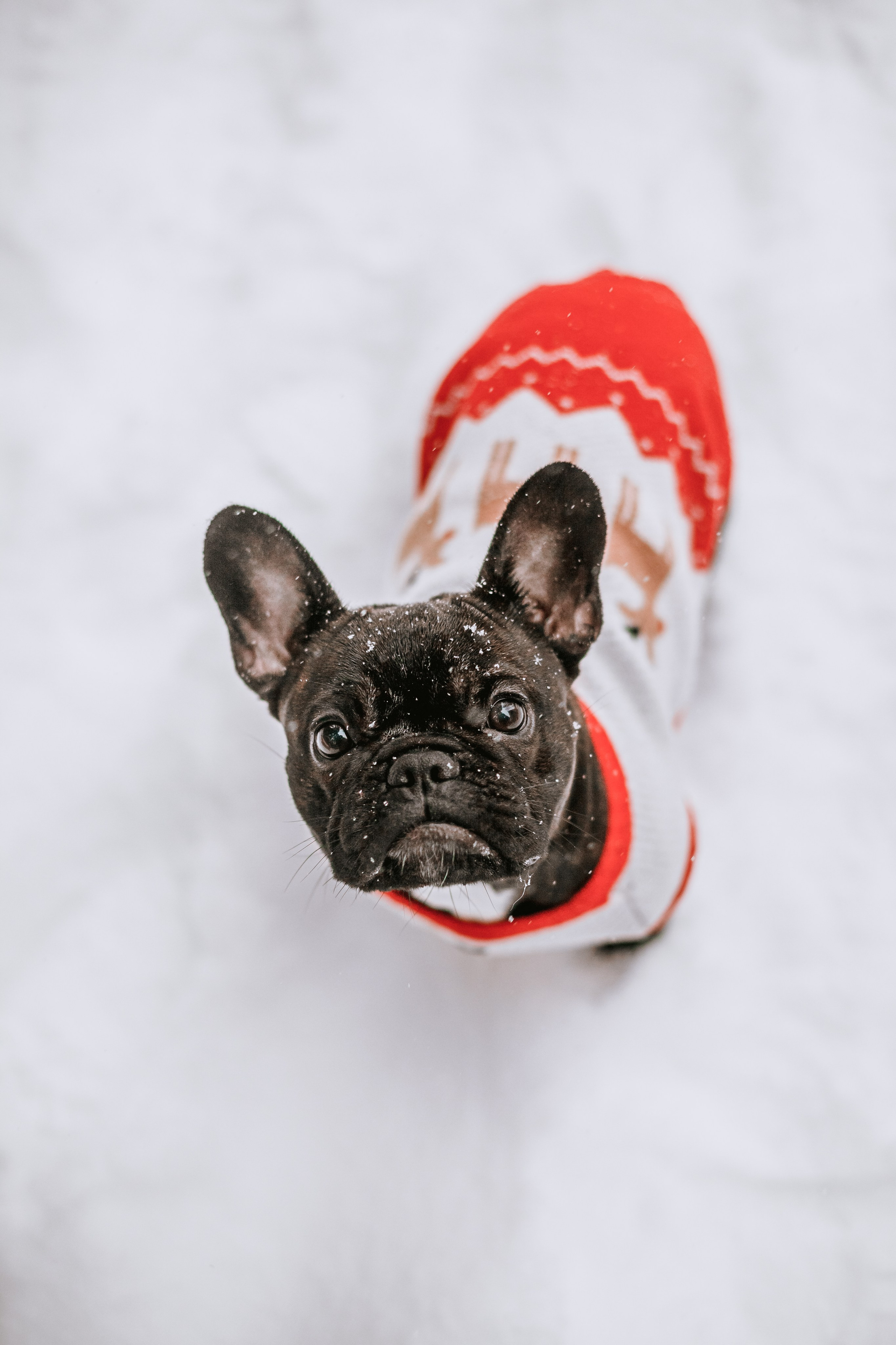 Кантри Хаус. Фотограф-анималист Татьяна Степанова