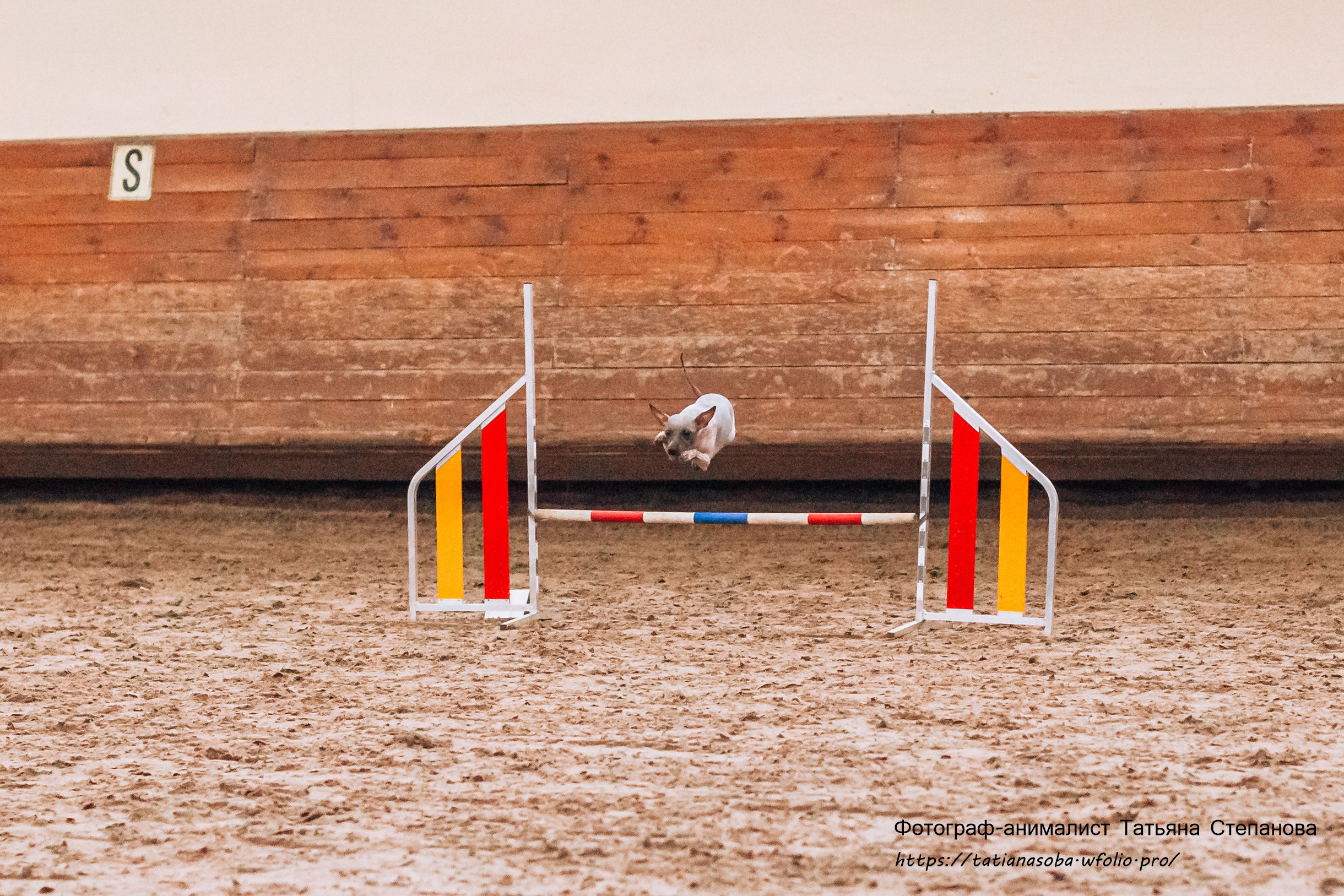 Соревнования по Аджилити 25.02.2024. Фотограф-анималист Татьяна Степанова