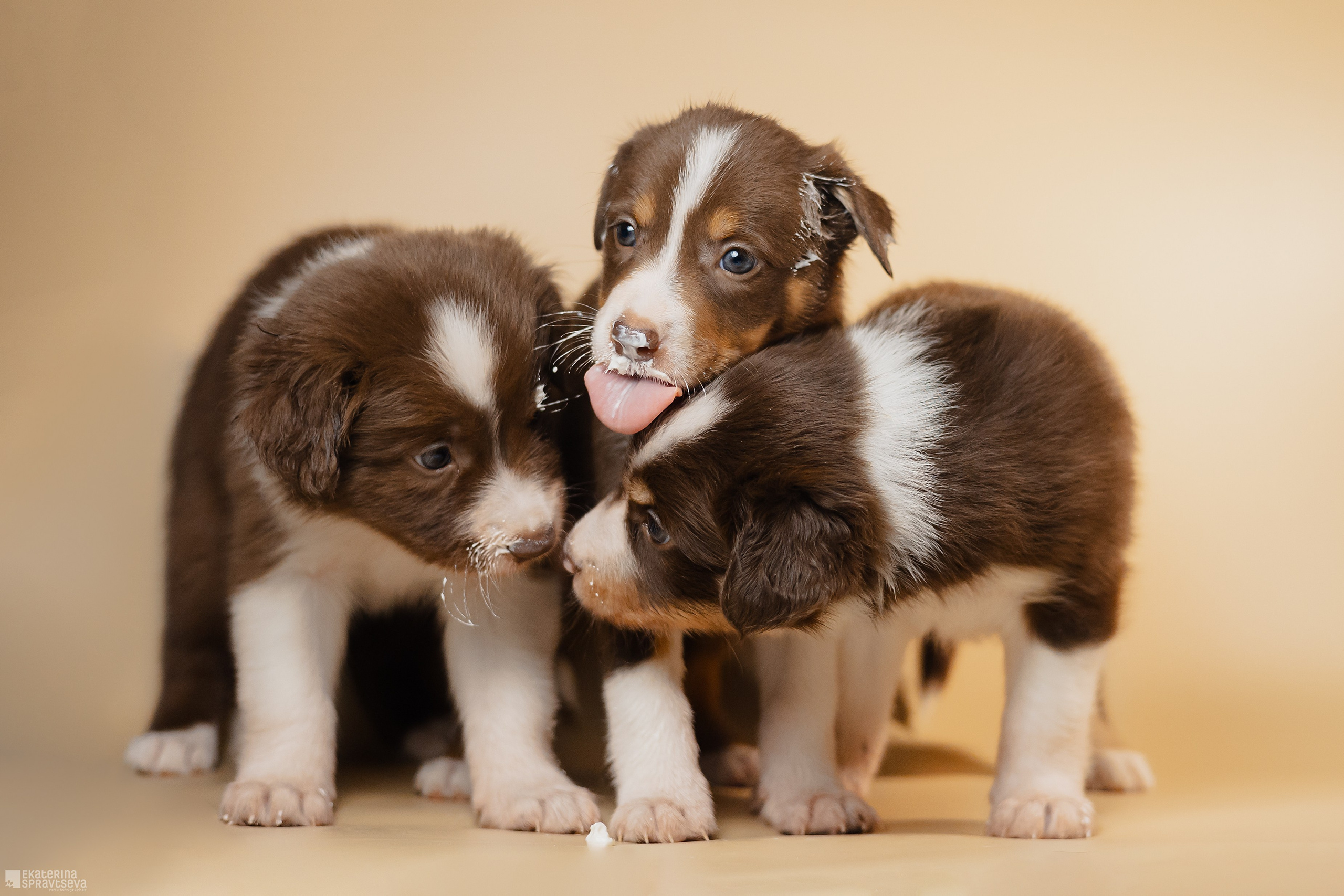 Екатерина Справцева фотограф анималист - портфолио фото. Фотограф Анималист Екатерина Справцева в Нижнем Новгороде