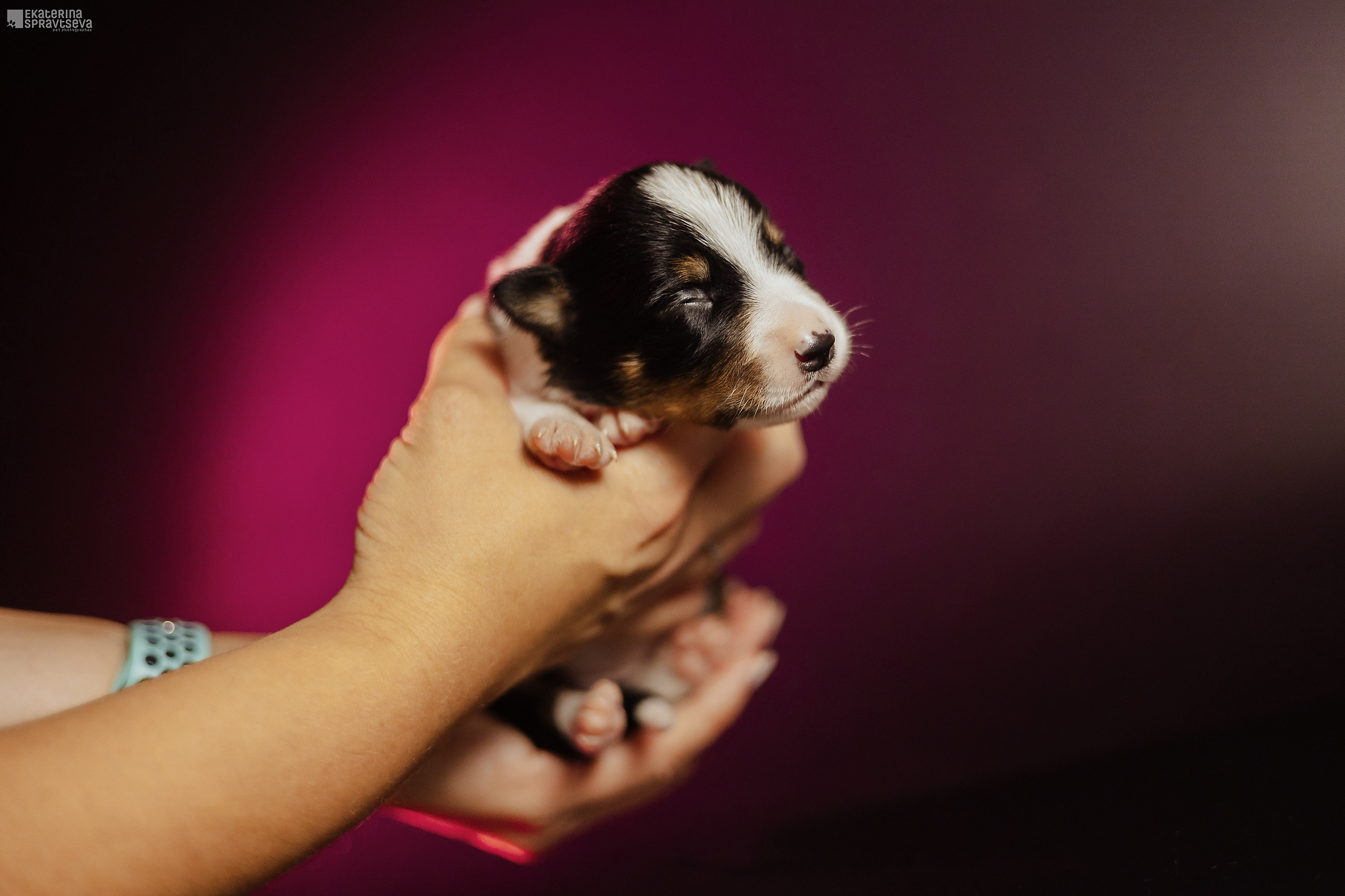 Щенки бордер колли от Ап х Ра. Фотограф Анималист Екатерина Справцева в Нижнем Новгороде