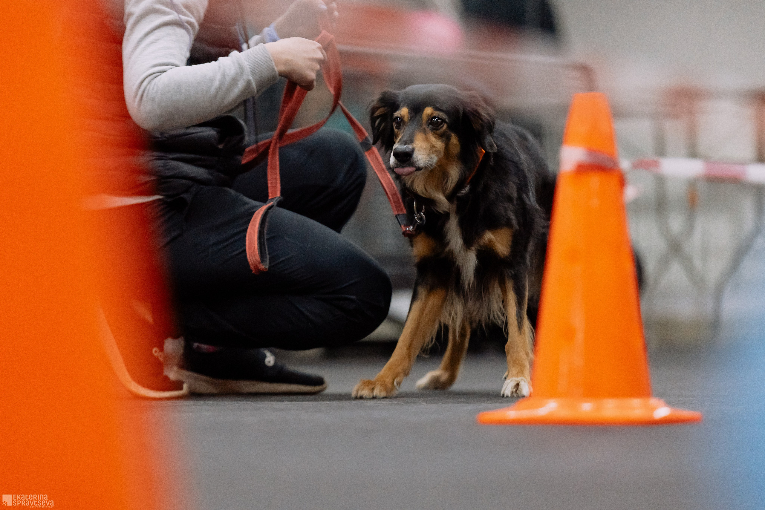 Праздник NoseWork. Фотограф Анималист Екатерина Справцева в Нижнем Новгороде