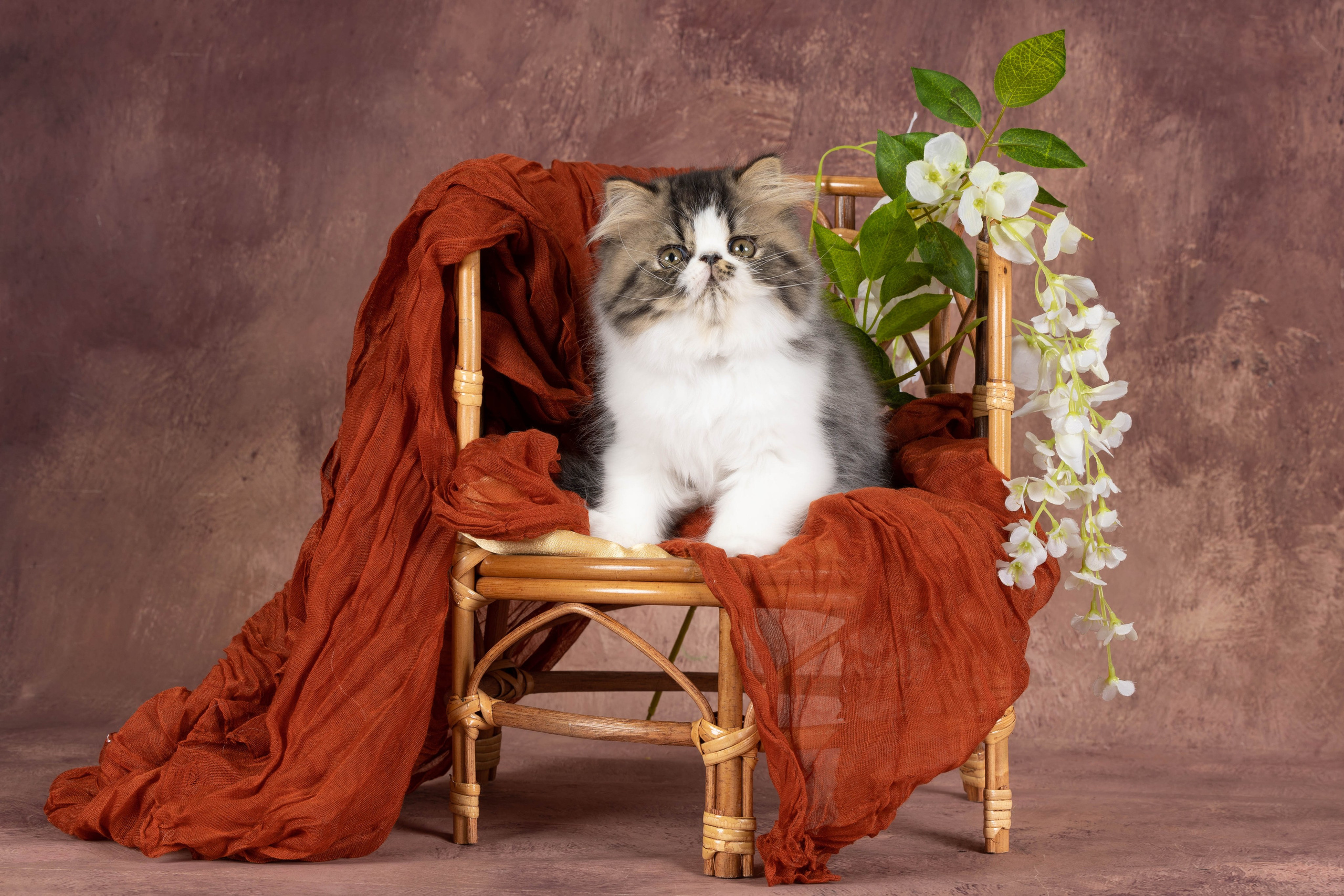 Галерея котят. Фотограф-анималист в Омске Екатерина Маричева