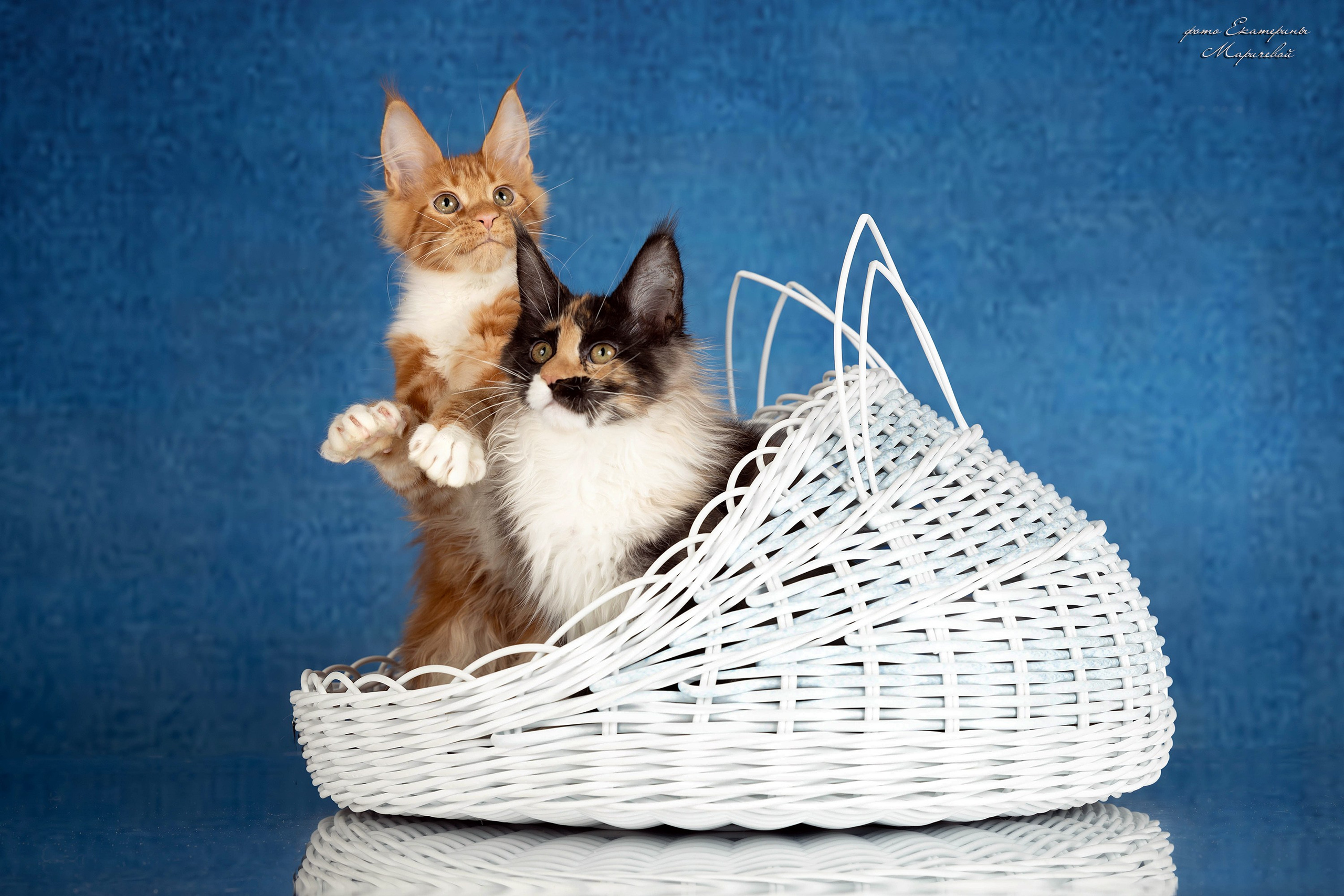 Стендовая съёмка на выставках кошек. Фотограф-анималист в Омске Екатерина Маричева