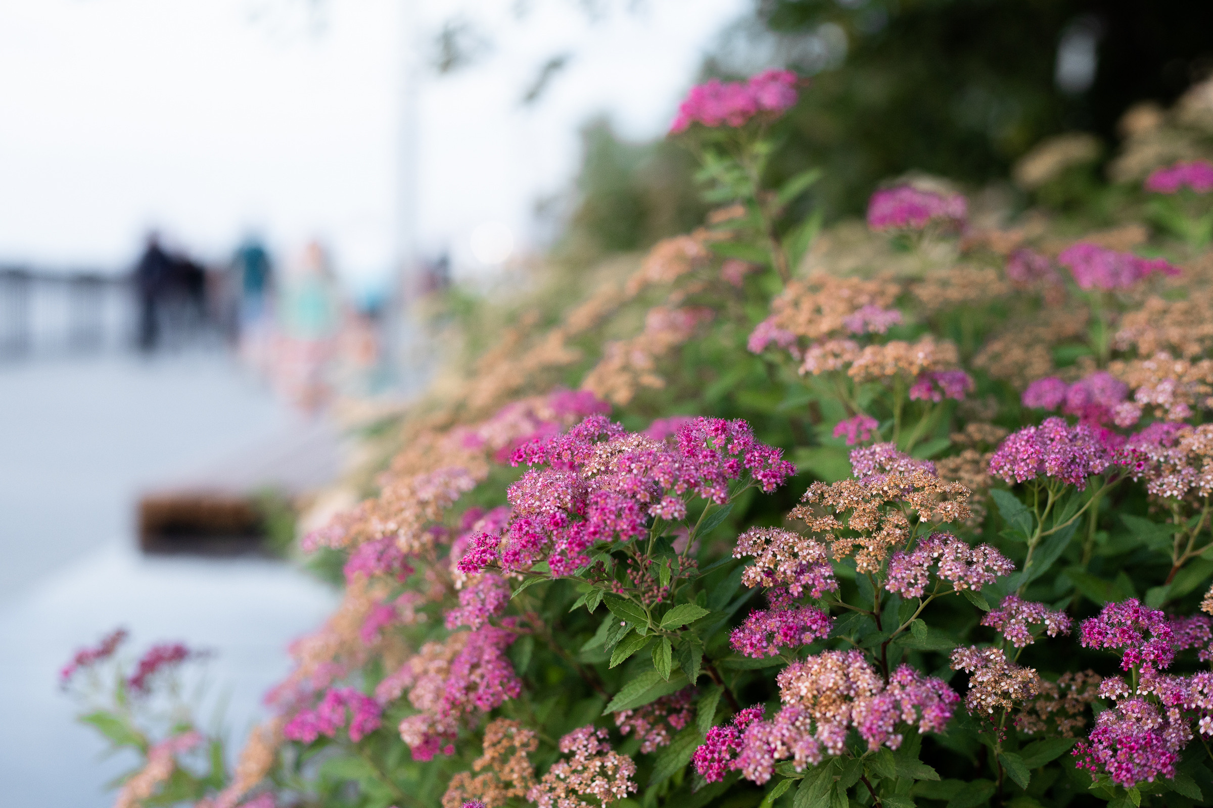 Цветы. Фотограф Пермь. Свадьбы. Семья и дети, школа, д. сад. Фотокниги