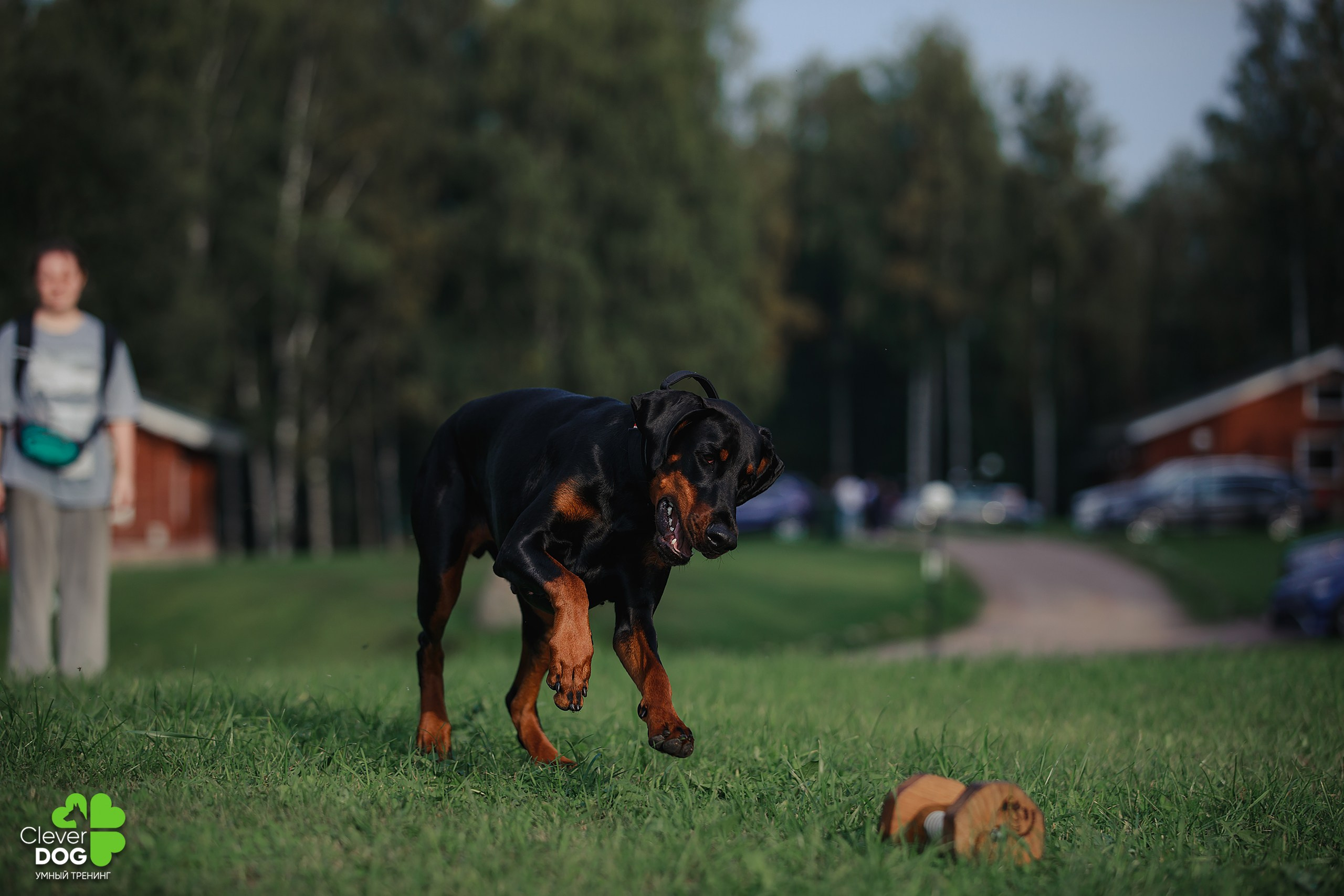 Кинологический лагерь CleverDog, 2024. Фотограф-анималист Mary Mart — Москва, Питер