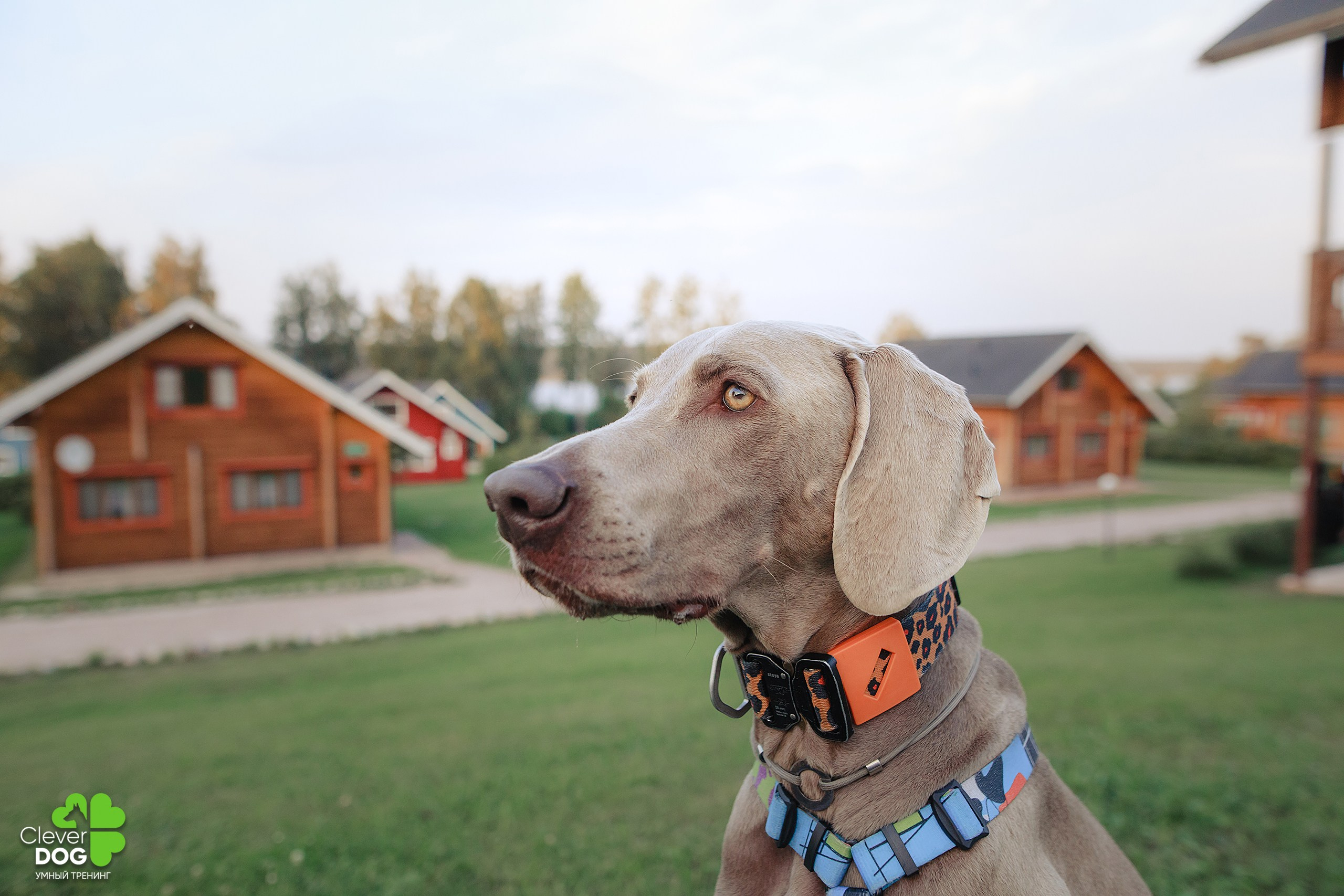 Кинологический лагерь CleverDog, 2024. Фотограф-анималист Mary Mart — Москва, Питер