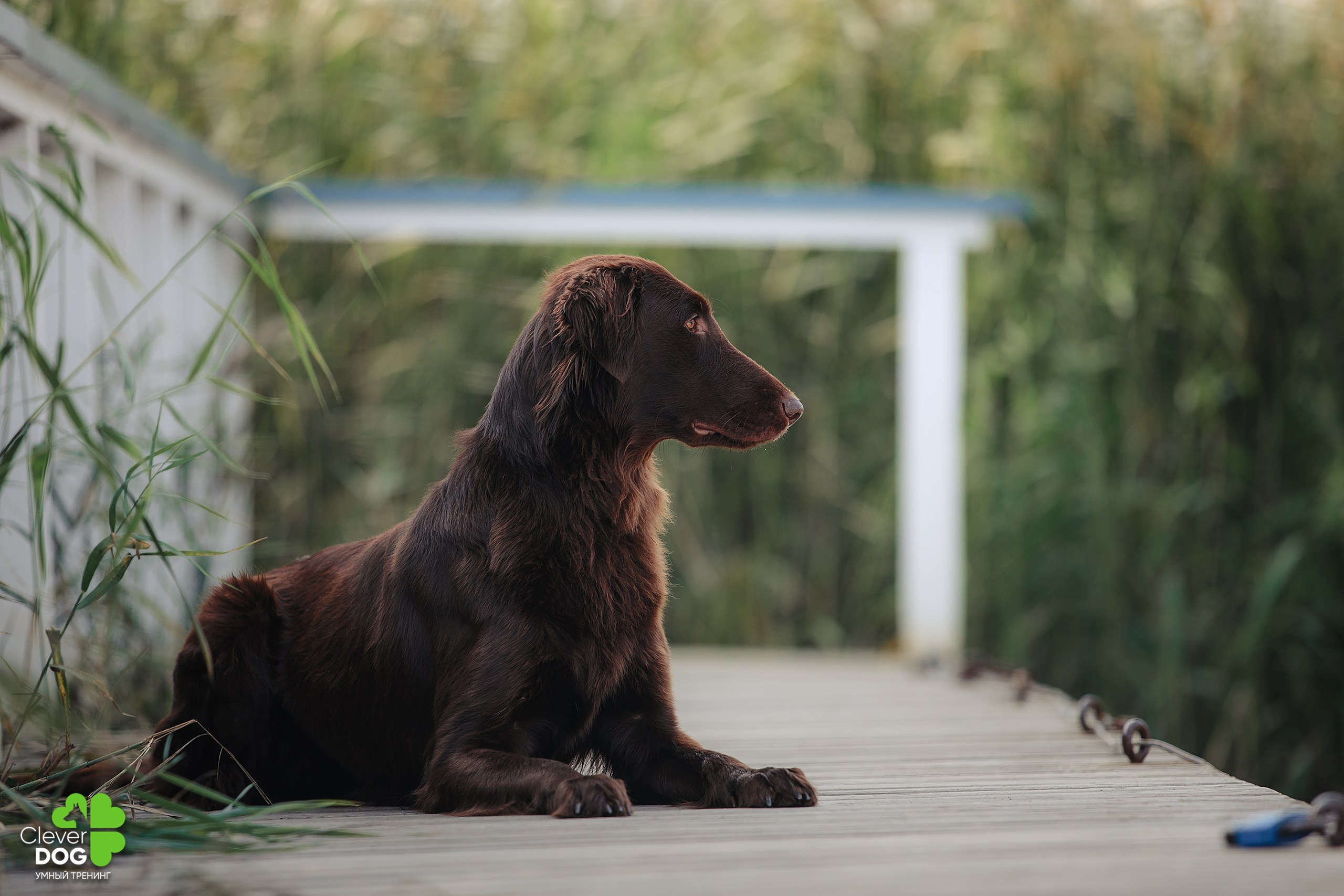 Кинологический лагерь CleverDog, 2024. Фотограф-анималист Mary Mart — Москва, Питер