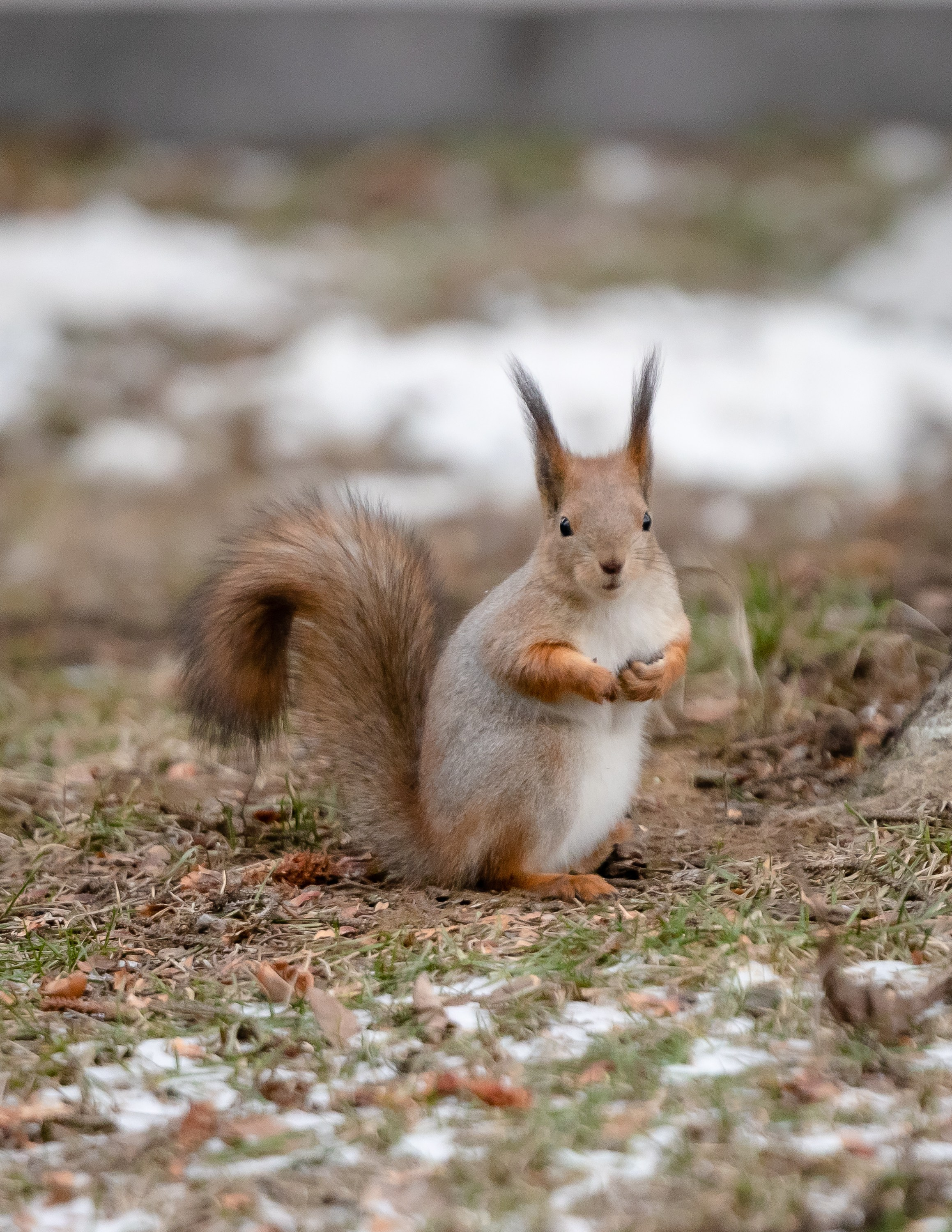Животные. Фотограф Владимир Охрименко