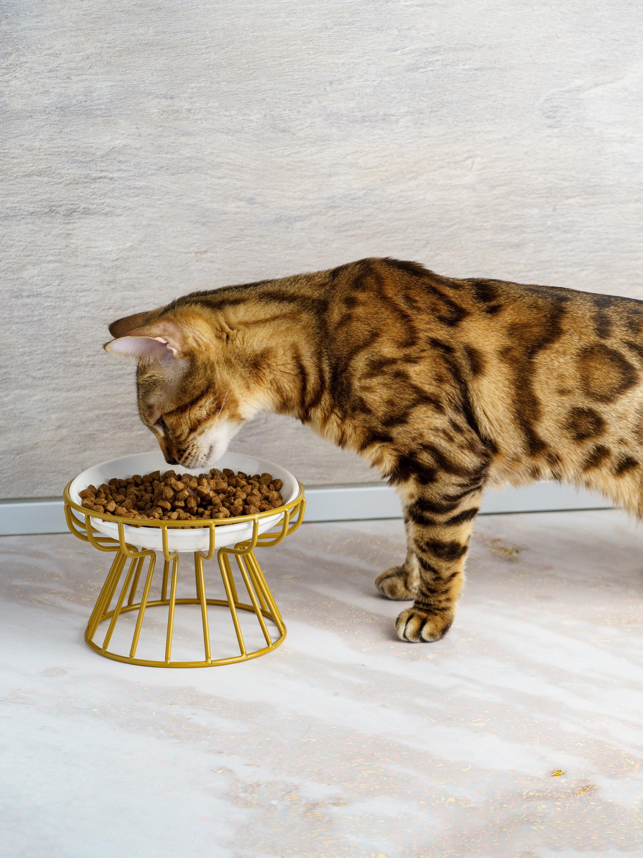 Съемки с животными. КЕД Студия-контент агентство полного цикла СПБ. Создаём фото, видео и контент, который помогает брендам и селлерам продавать больше