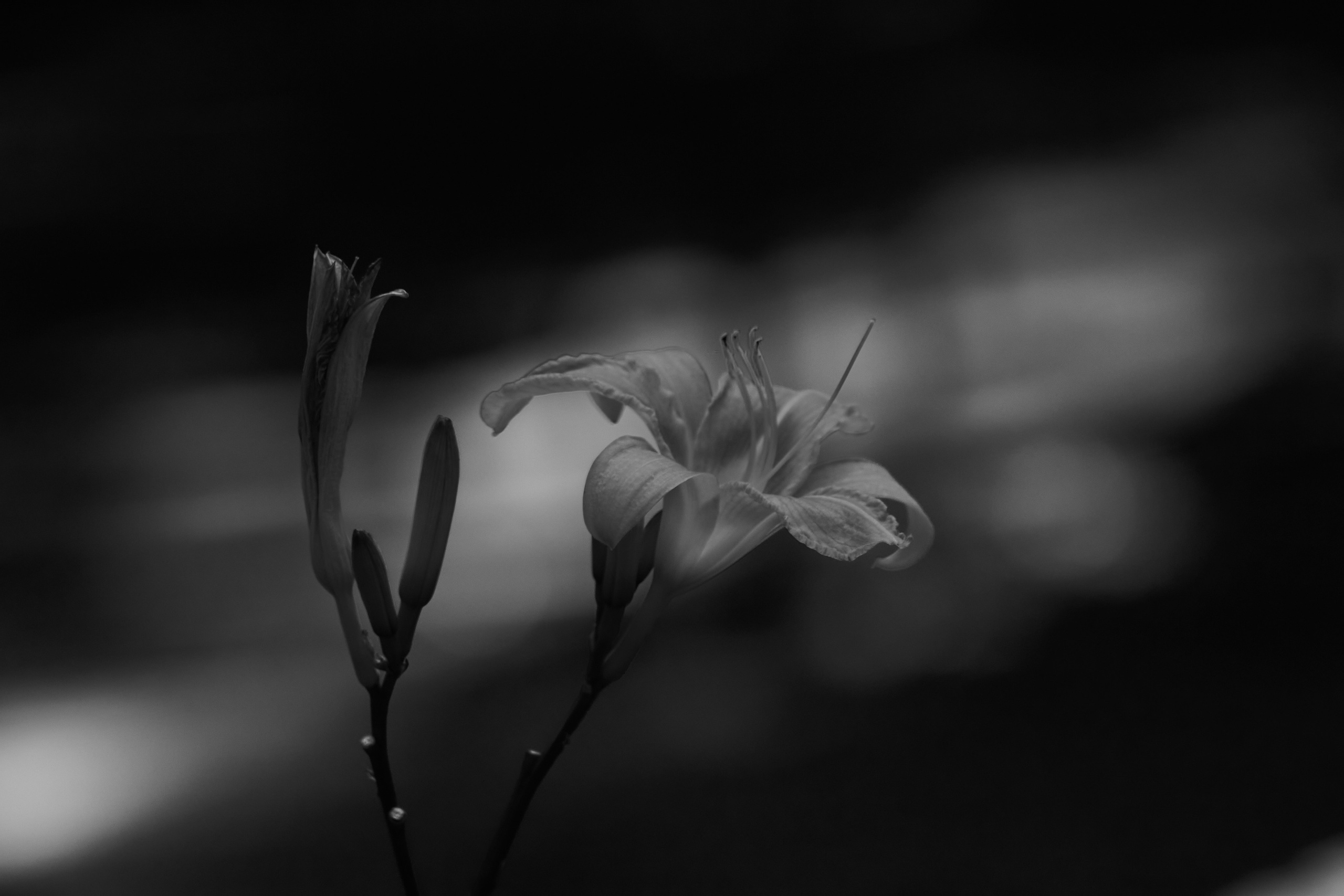 Цветы. Фотограф Сергей Яркин