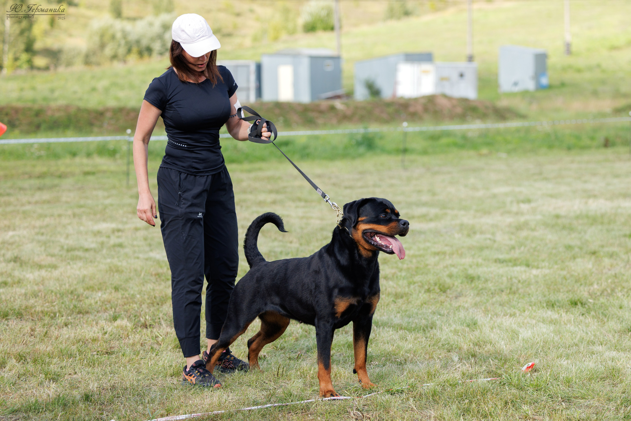 Рязань 2хмоно ротвейлеры 16-17.08.2025. Фотограф-анималист Юлия Германика