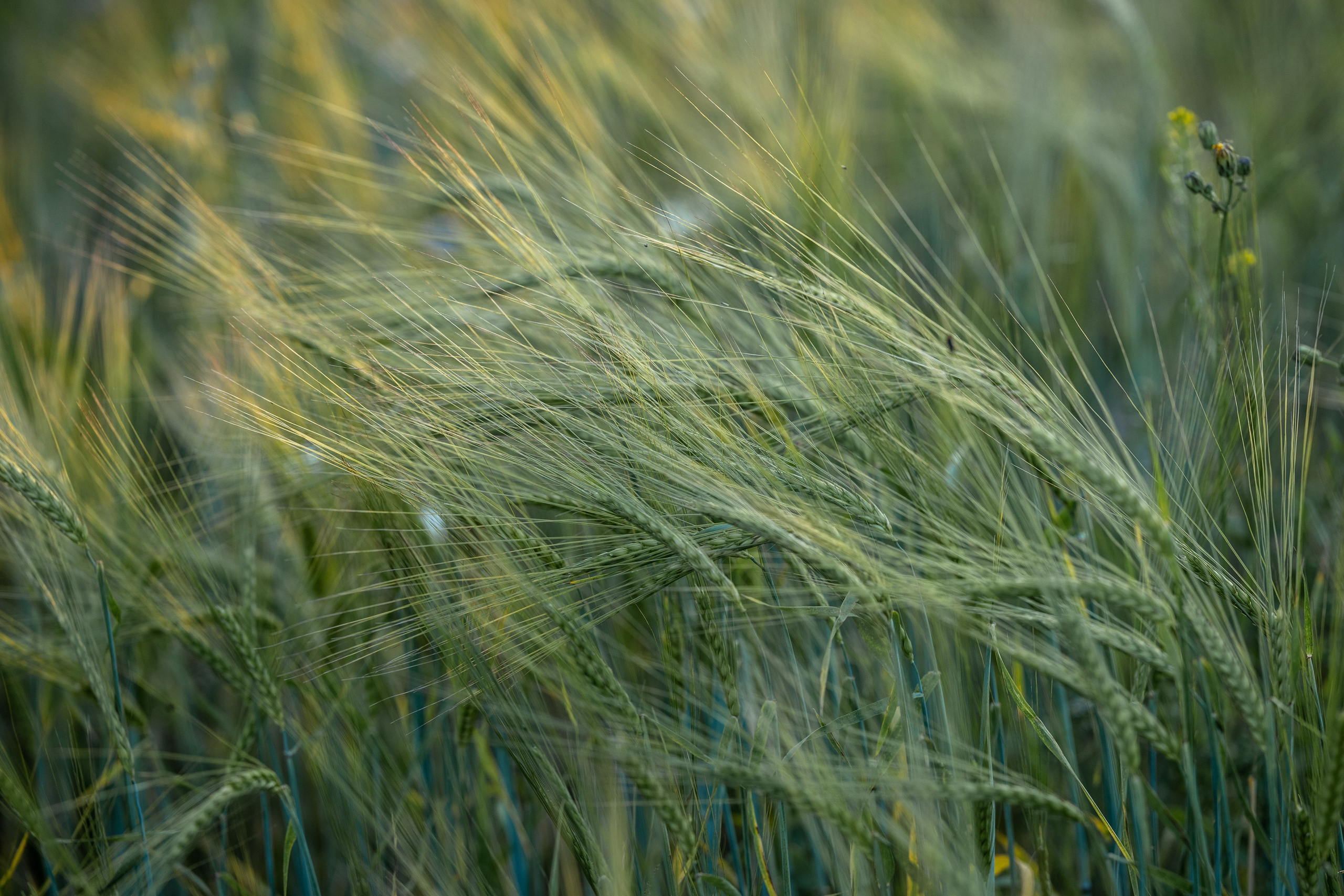 Природные пейзажи. Наталия Клевинскас портретный фотограф в Костроме