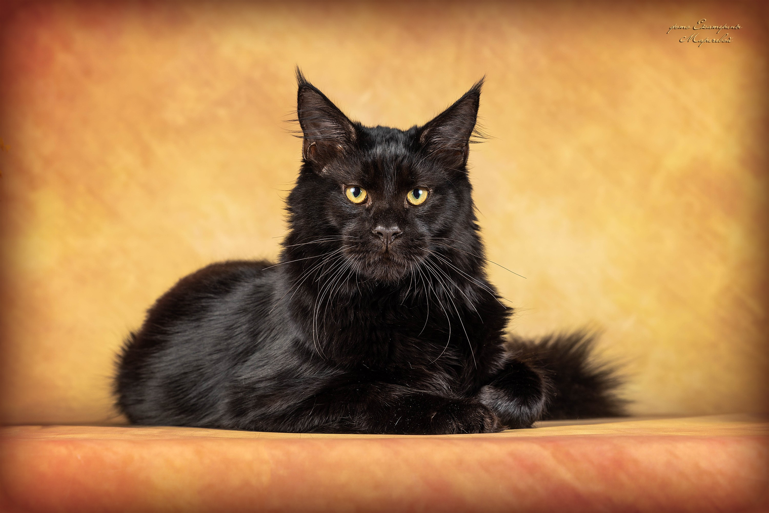 Стендовая съёмка на выставках кошек. Фотограф-анималист в Омске Екатерина Маричева