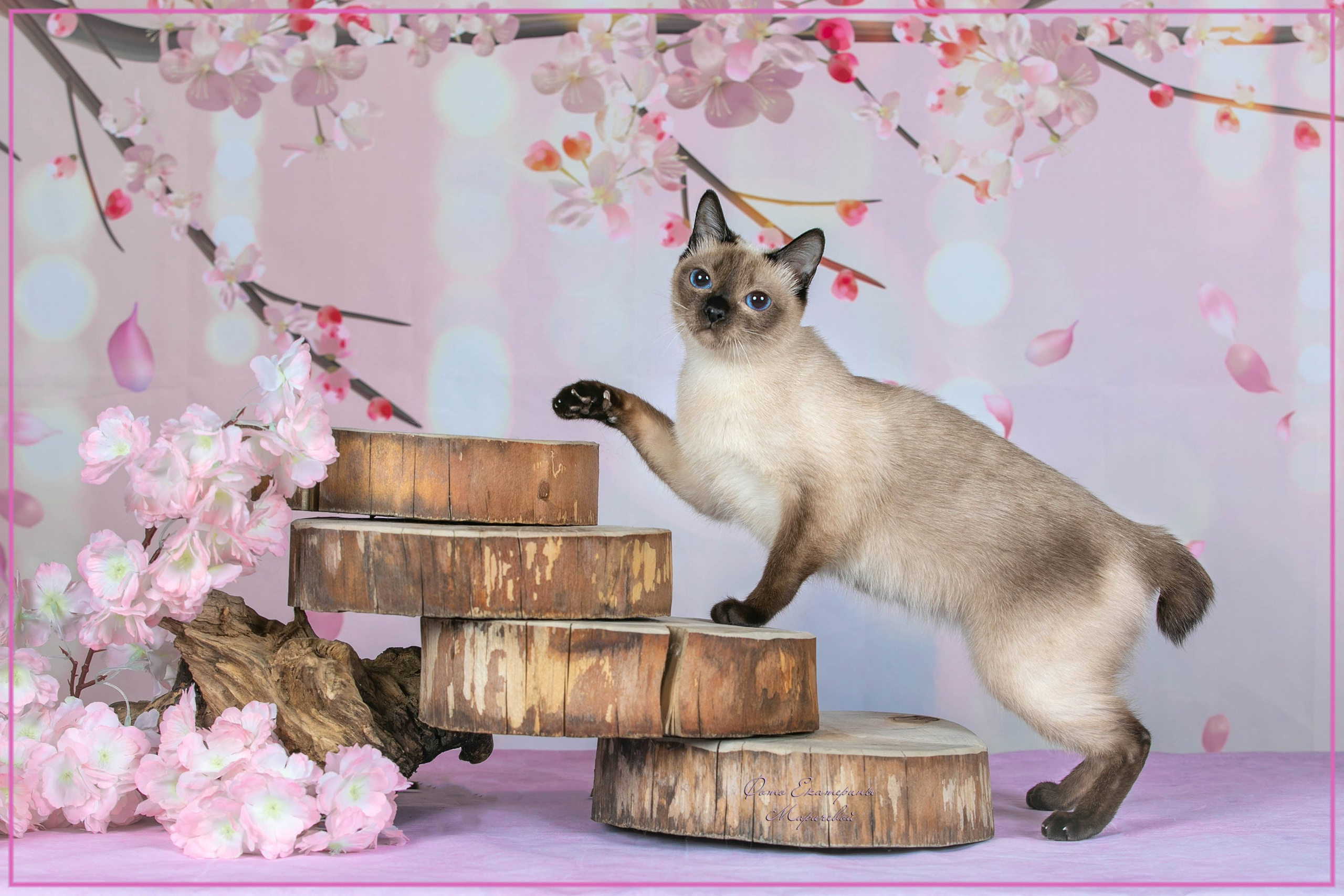 Стендовая съёмка на выставках кошек. Фотограф-анималист в Омске Екатерина Маричева