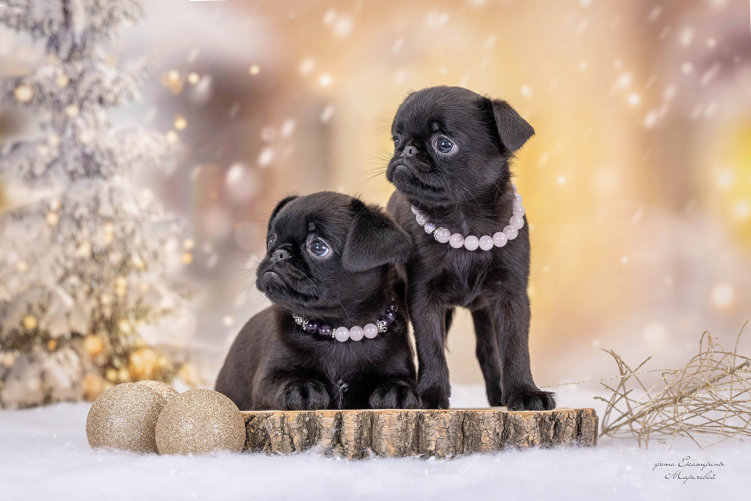 Галерея щенков. Фотограф-анималист в Омске Екатерина Маричева