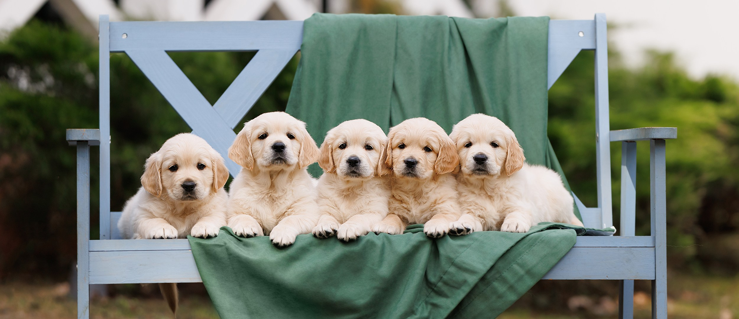 Фотограф для вашей собаки