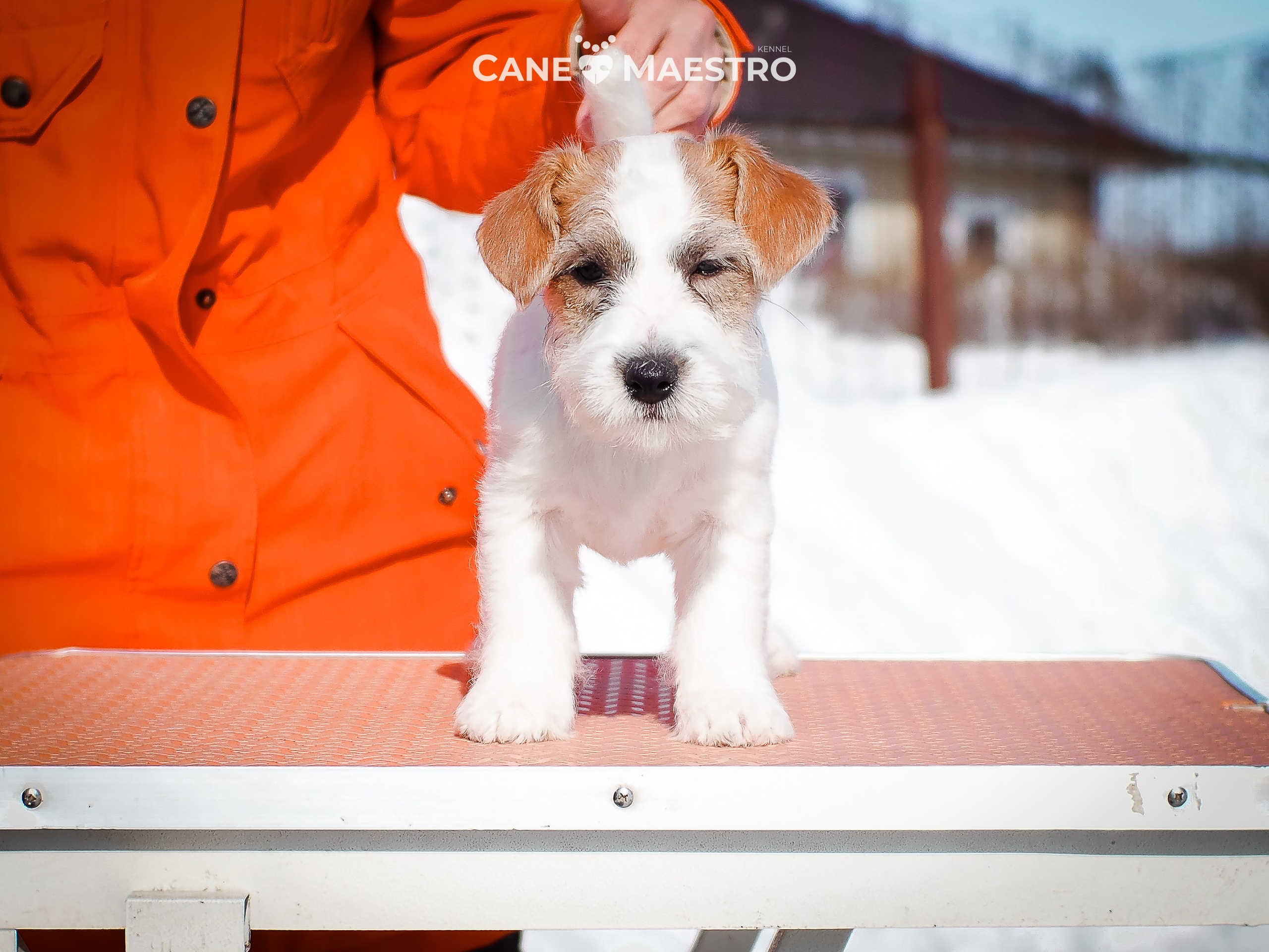 Сук_21_12_25. КАНЕ МАЭСТРО — питомник Джек рассел терьеров