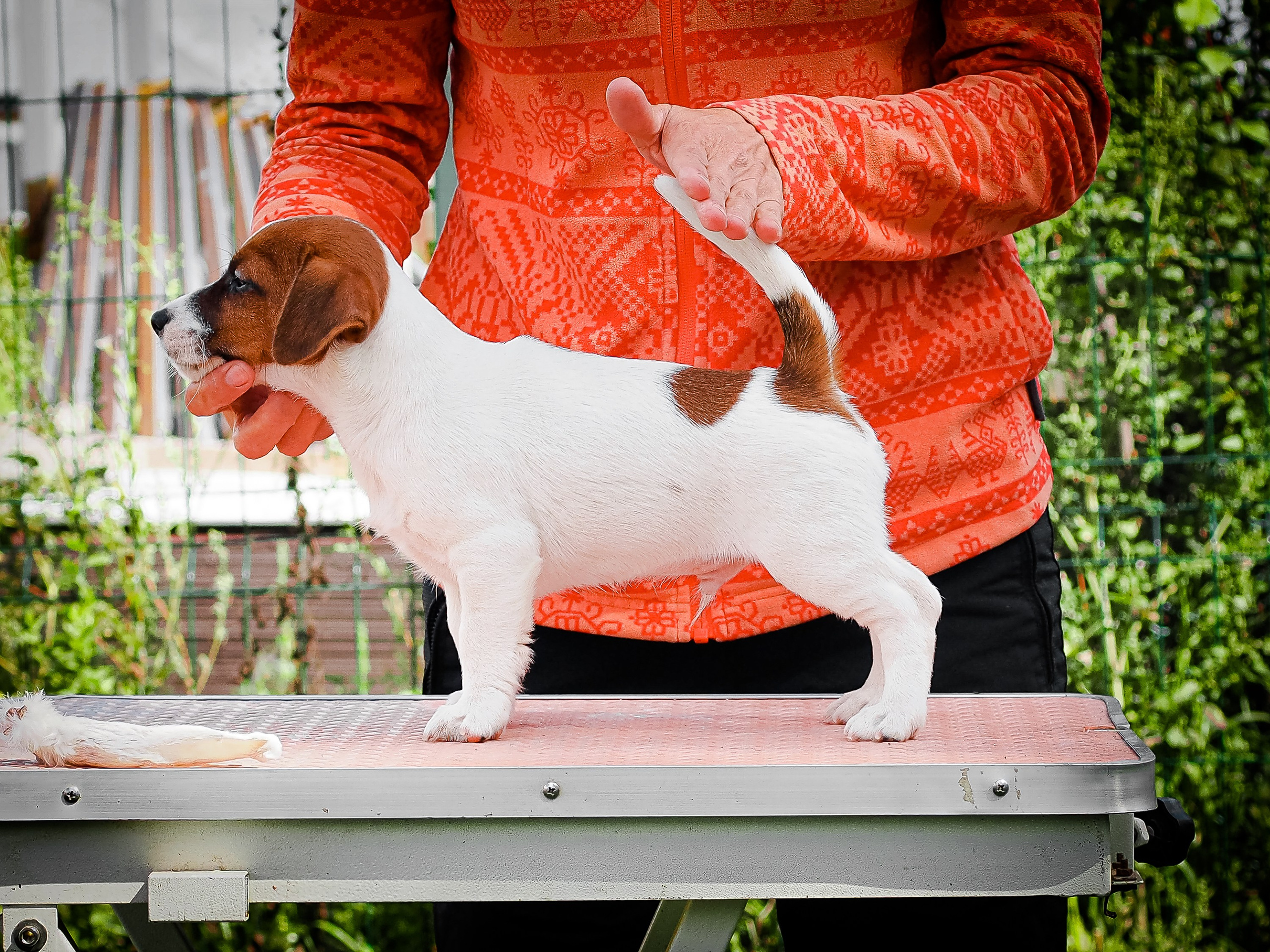 ЭМЕНТАЛЬ_КОБЕЛЬ. CANE MAESTRO — kennel Jack Russell Terrier