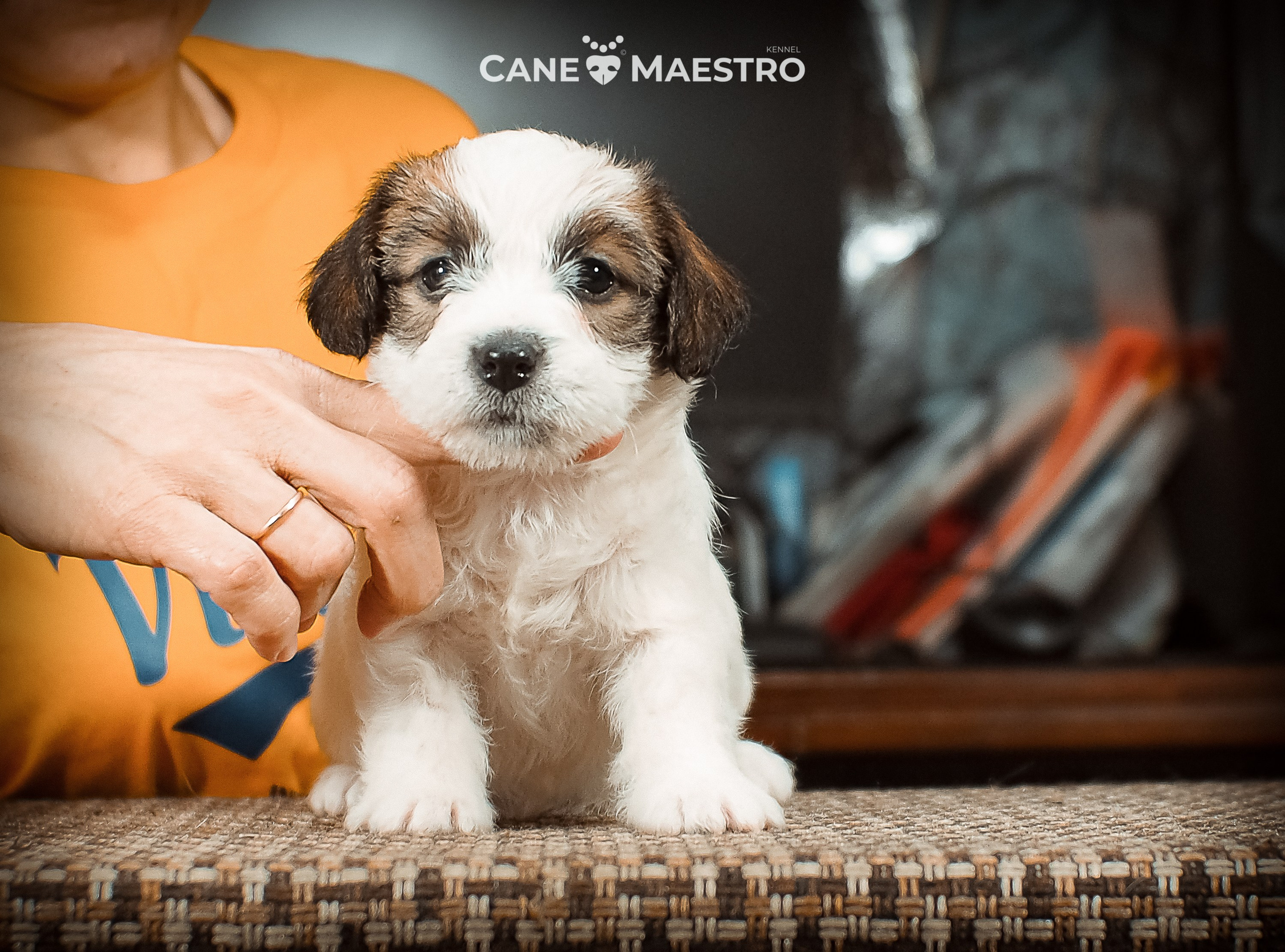 Сук_21_12_25. CANE MAESTRO — kennel Jack Russell Terrier