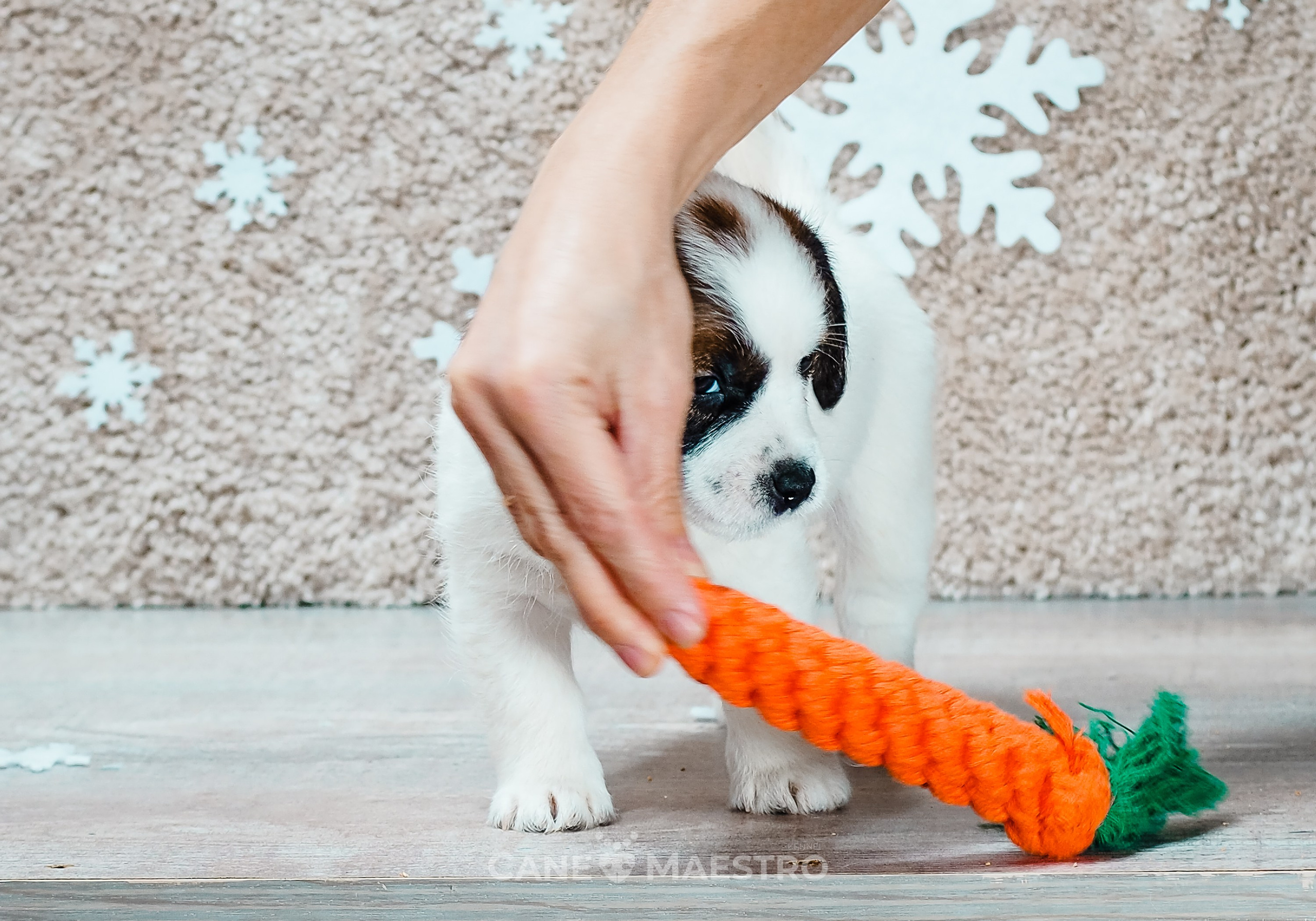 3_Девочка_СНЕЖНАЯ_Ц. CANE MAESTRO — kennel Jack Russell Terrier