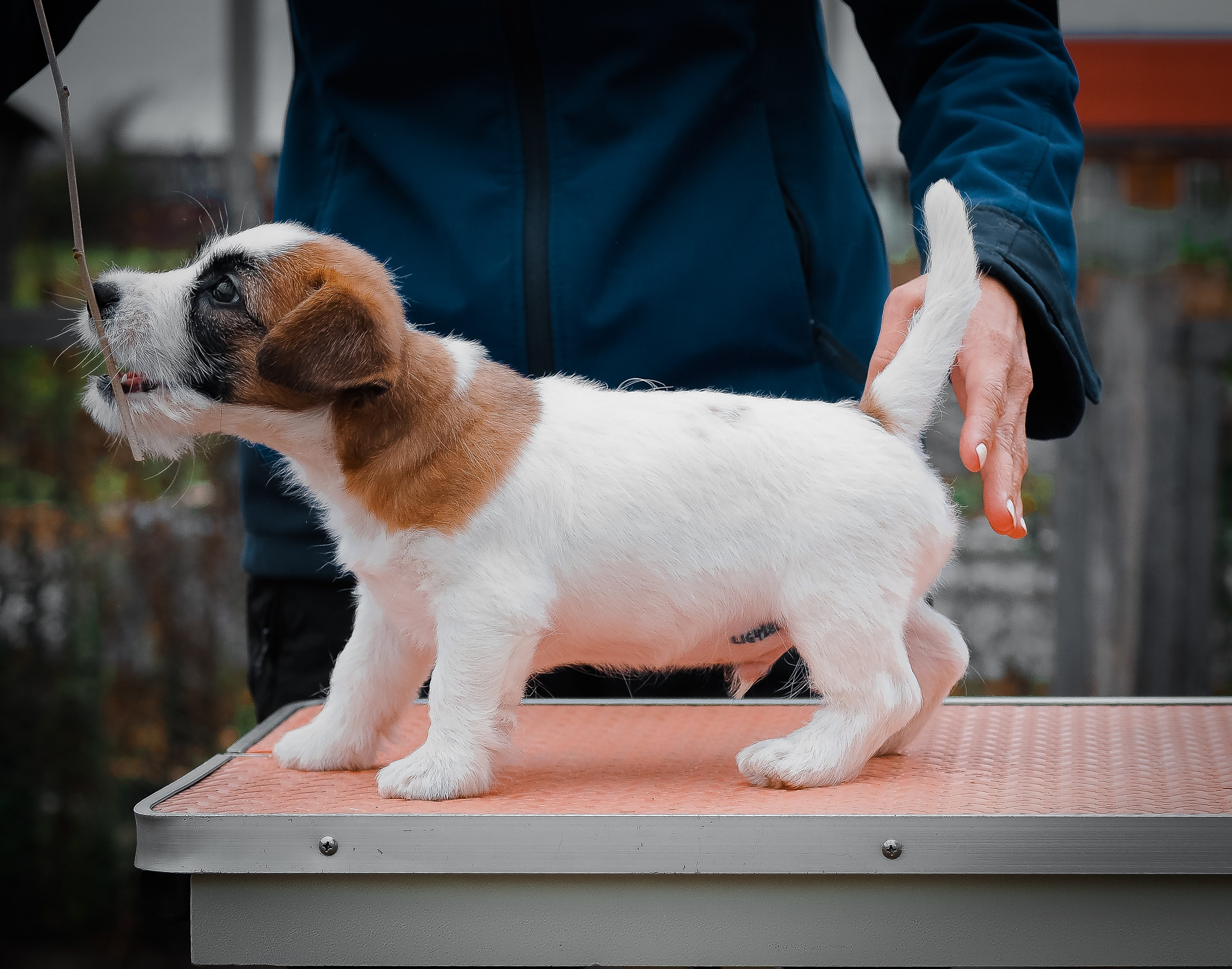 X_MAL_3_БРЫЖ. CANE MAESTRO — kennel Jack Russell Terrier