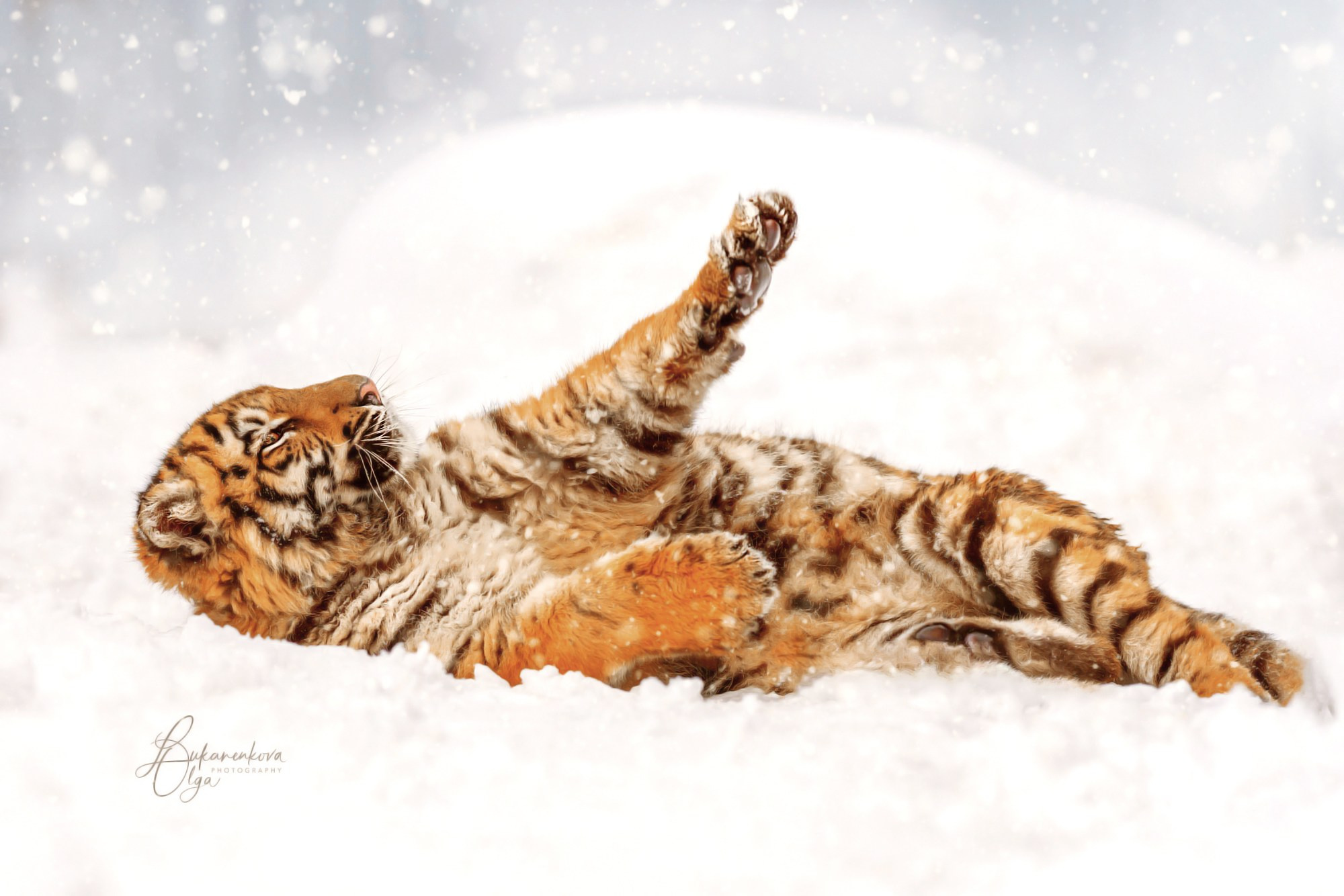 Тигр. Фотограф анималист Ольга Луканенкова в Москве