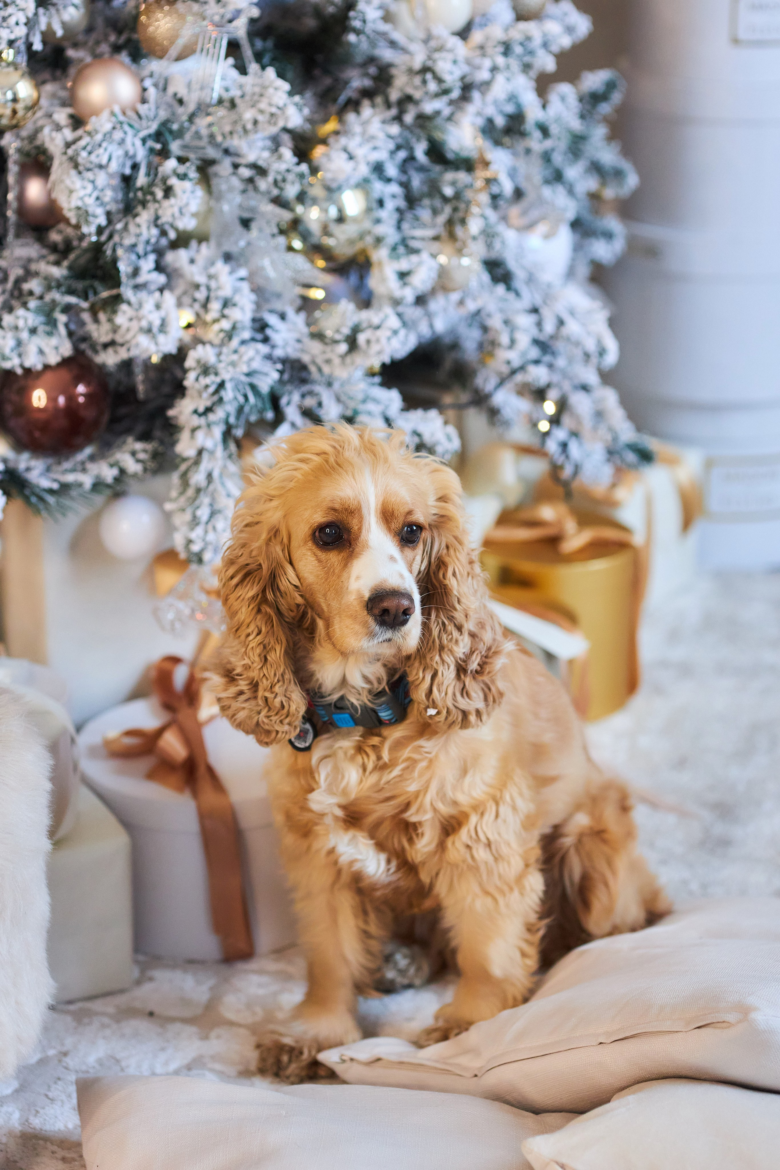 Новогодние фотосессии. Фотохудожник Наталия Кирсанова