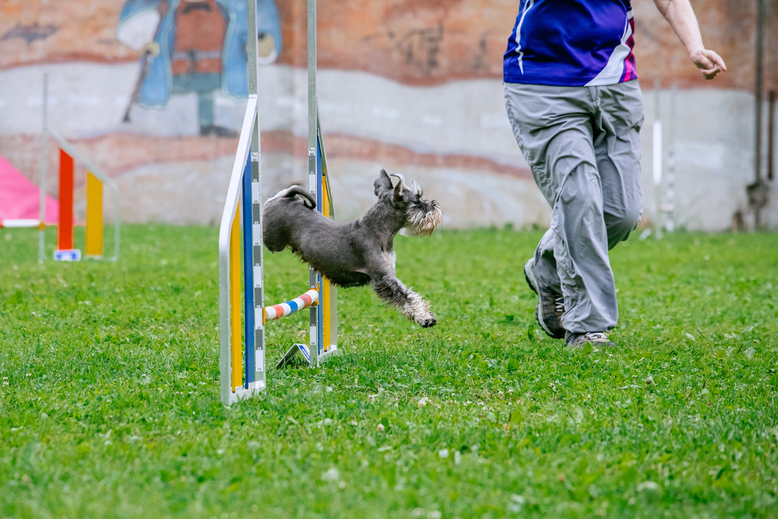Соревнования по аджилити Долгопрудный 30.06.2025. Фотограф-анималист Татьяна Степанова