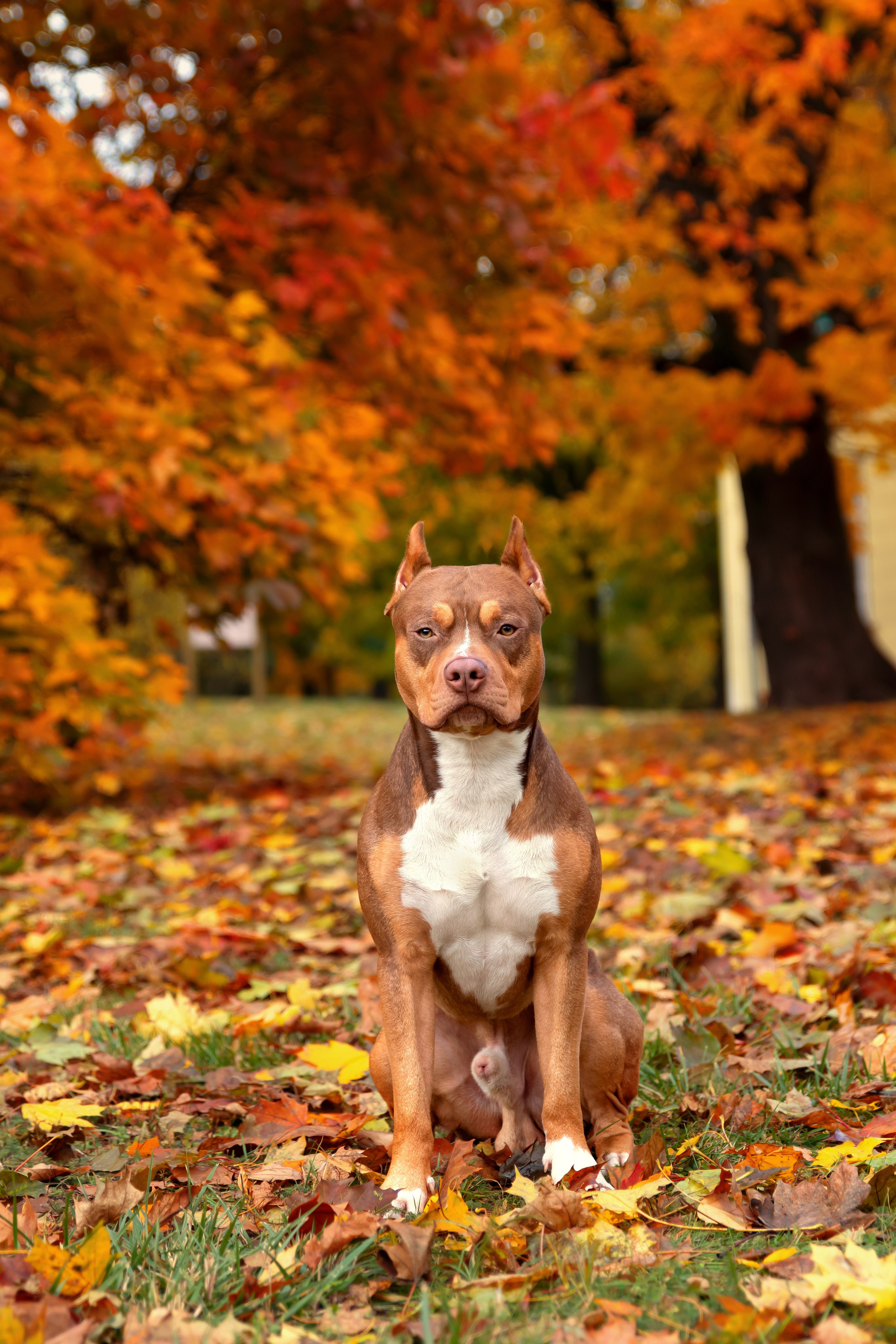 Балу и Антон. Фотограф анималист и семейный фотограф в Москве Наталья Носова