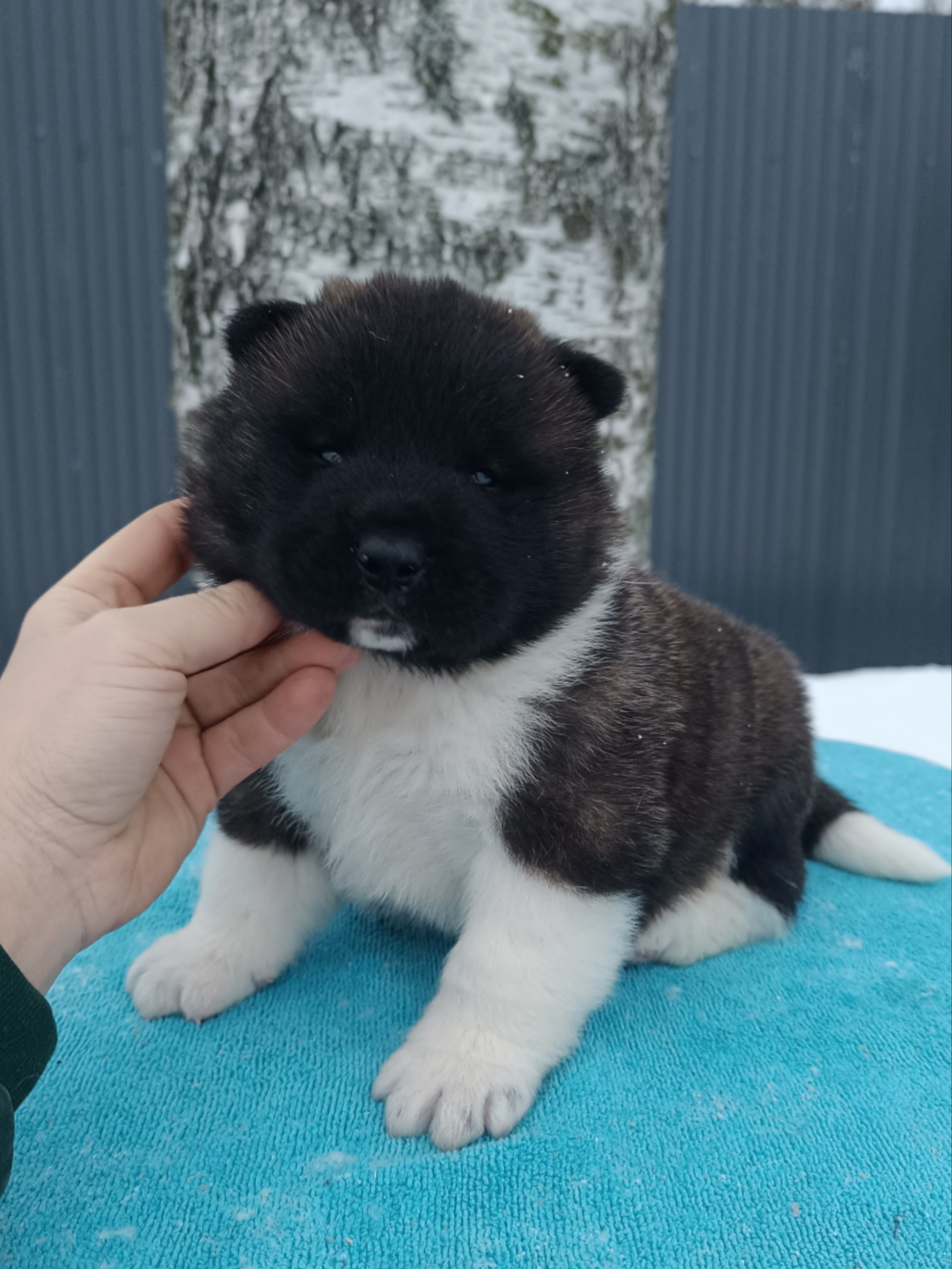 Американская акита  щенки питомник Санкт-Петербург клубные щенки Американская акита питомник RUBYLIGHT Рубилайт купить щенка американской акиты