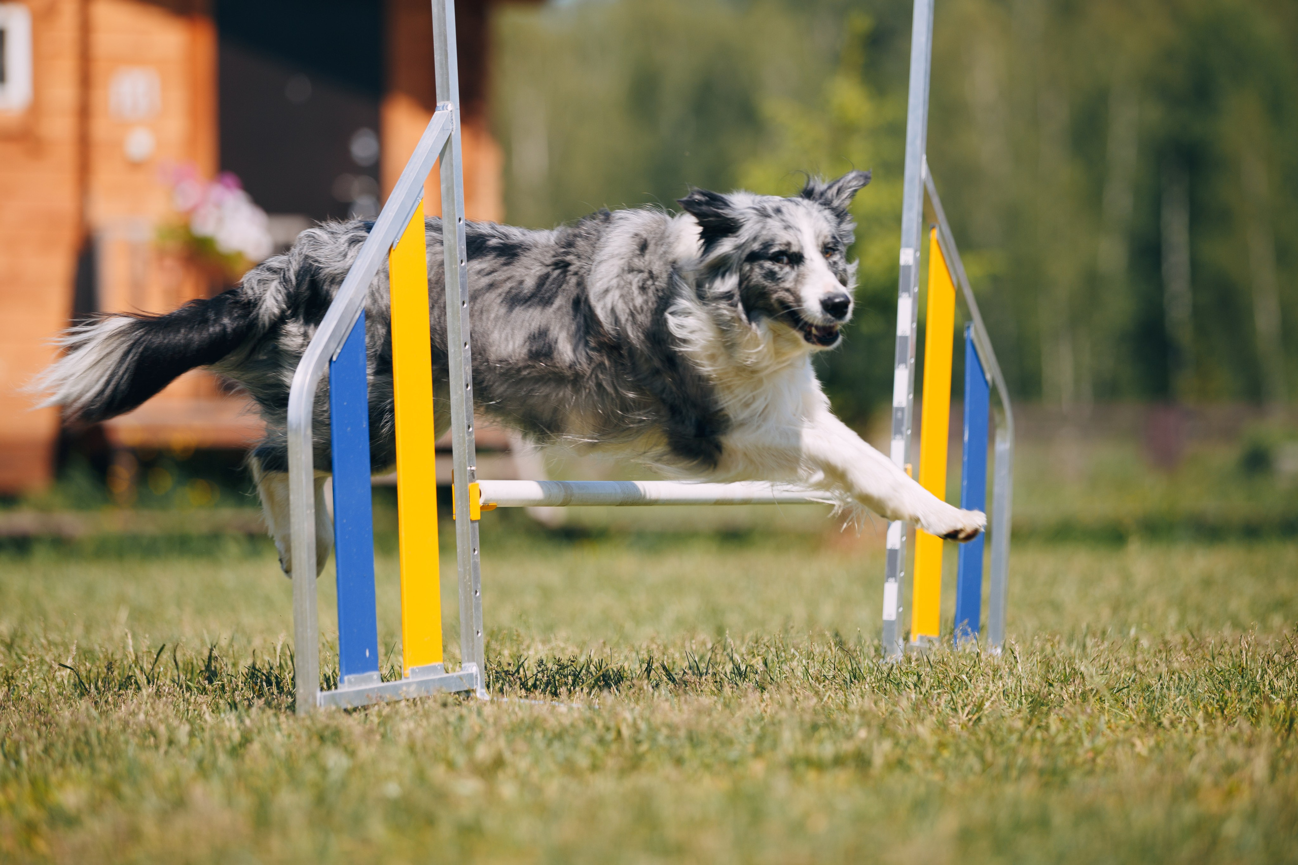 Кинологический лагерь в Горыныче. Фотограф анималист Кристина Карпова, Москва