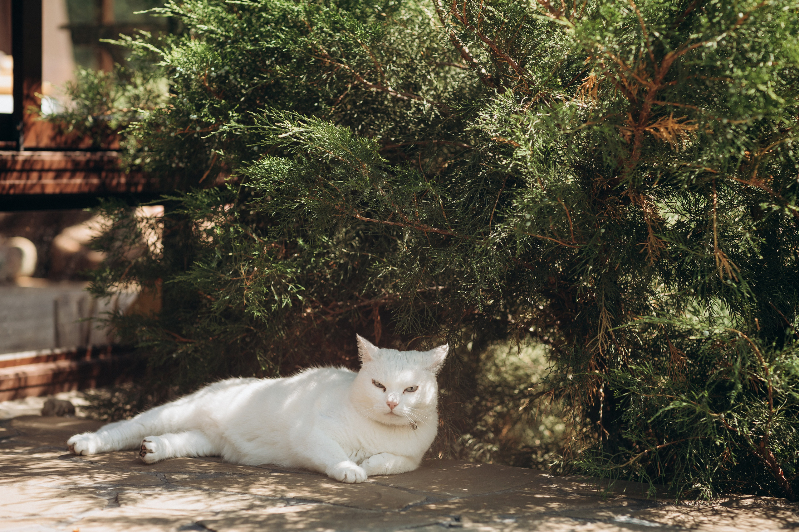 23.07.2022 Wedding day. Свадебный и семейный фотограф в Тамбове и Котовске Артём Комбаров