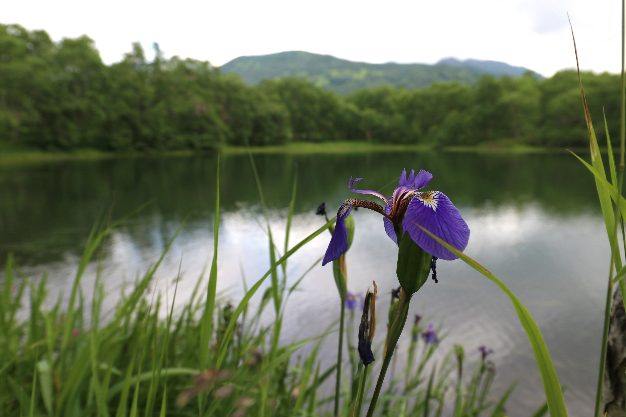 Камчатка и о. Парамушир. Июль 2024. Путешественник-фотограф из Санкт-Петербурга Татьяна Свистулина