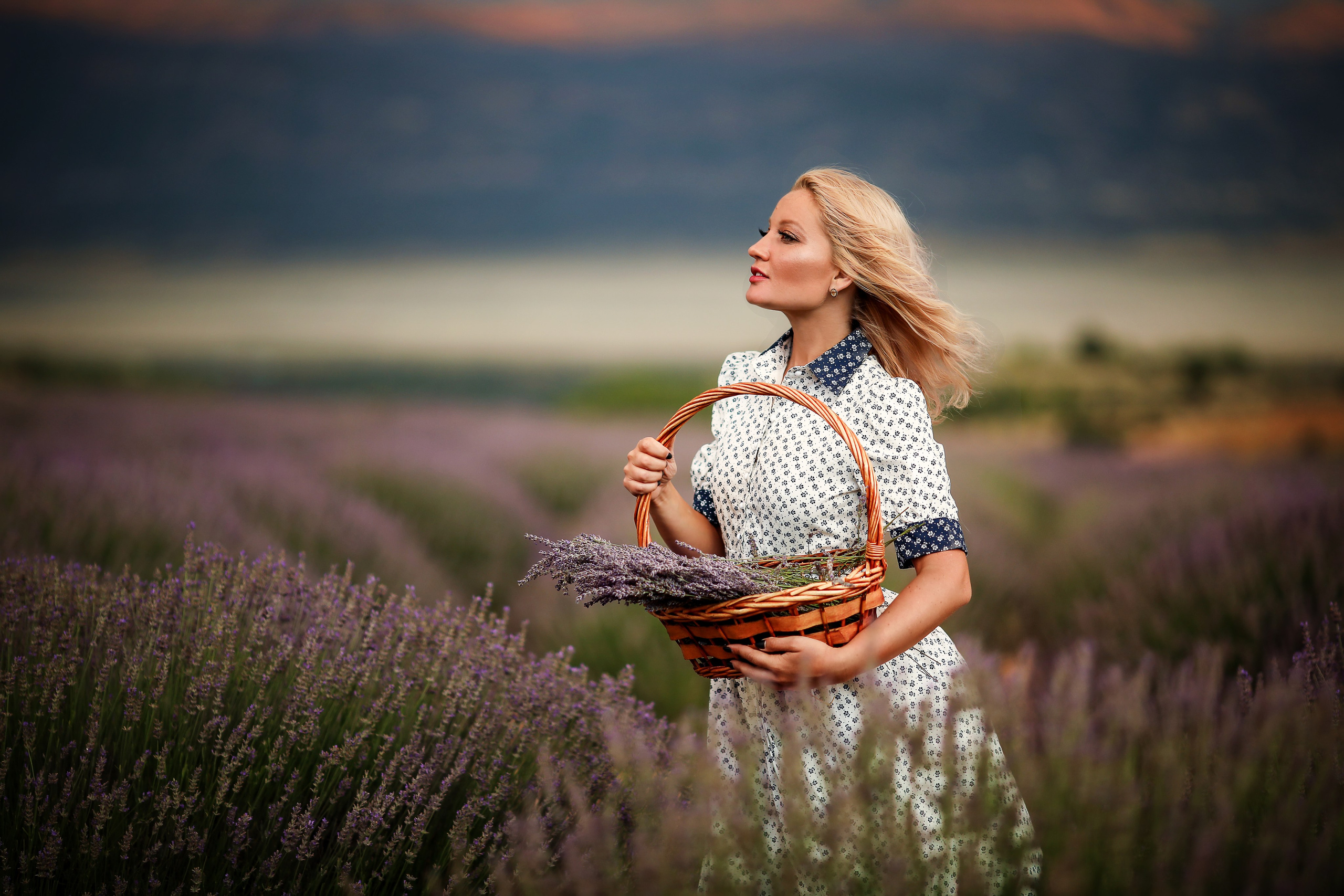 Lavender fields in Turkey