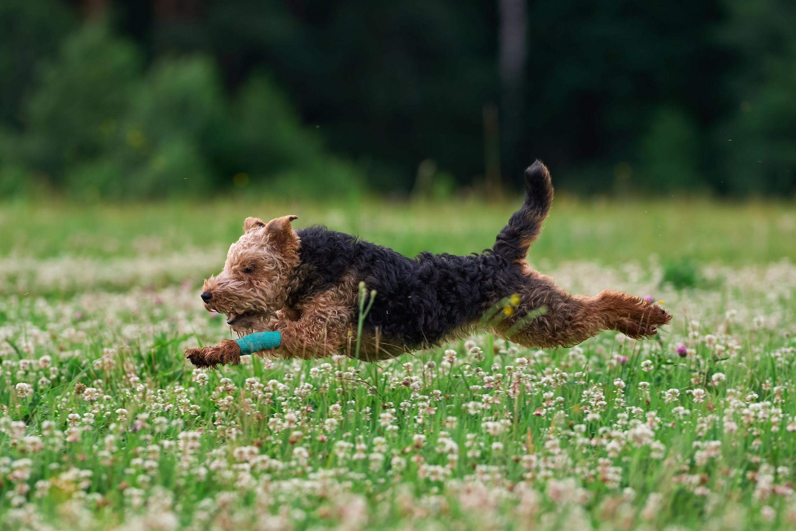 Тренировка по курсингу в Донино. Фотограф-анималист Михаил Манухин