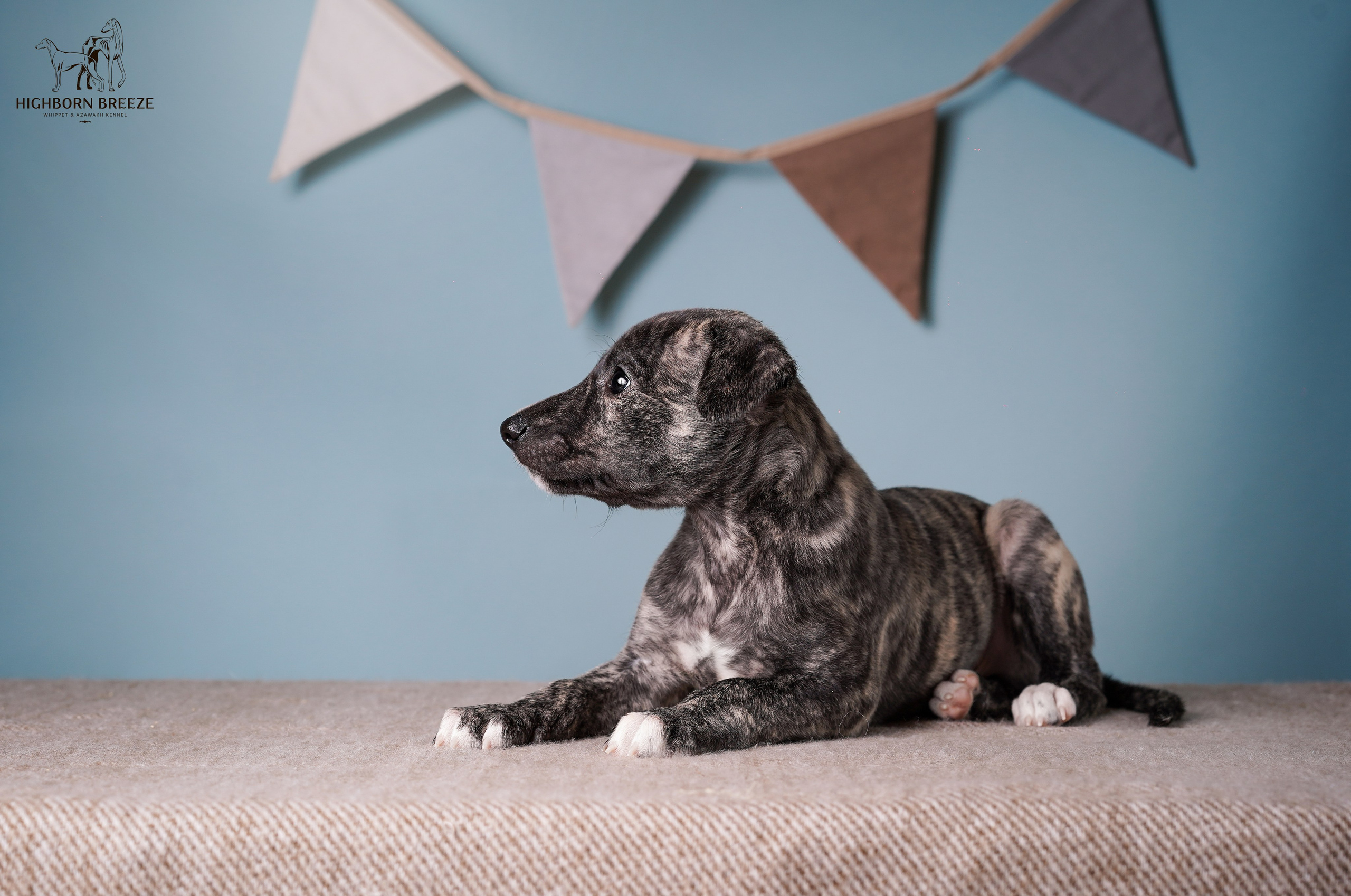 Щенки уиппета. Фотограф-анималист в Санкт-Петербурге Яна Мартынова