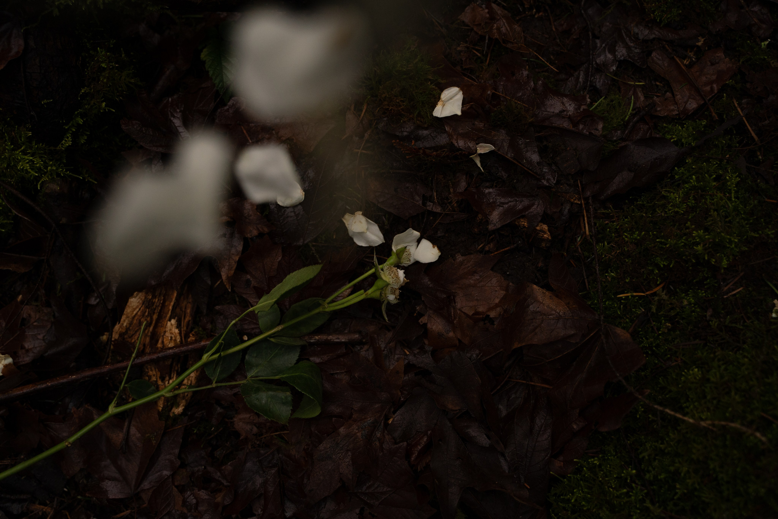 A midsummer night’s dream [magic flower]. Wedding & engagement photographer in Seattle, WA. Tania Maureira