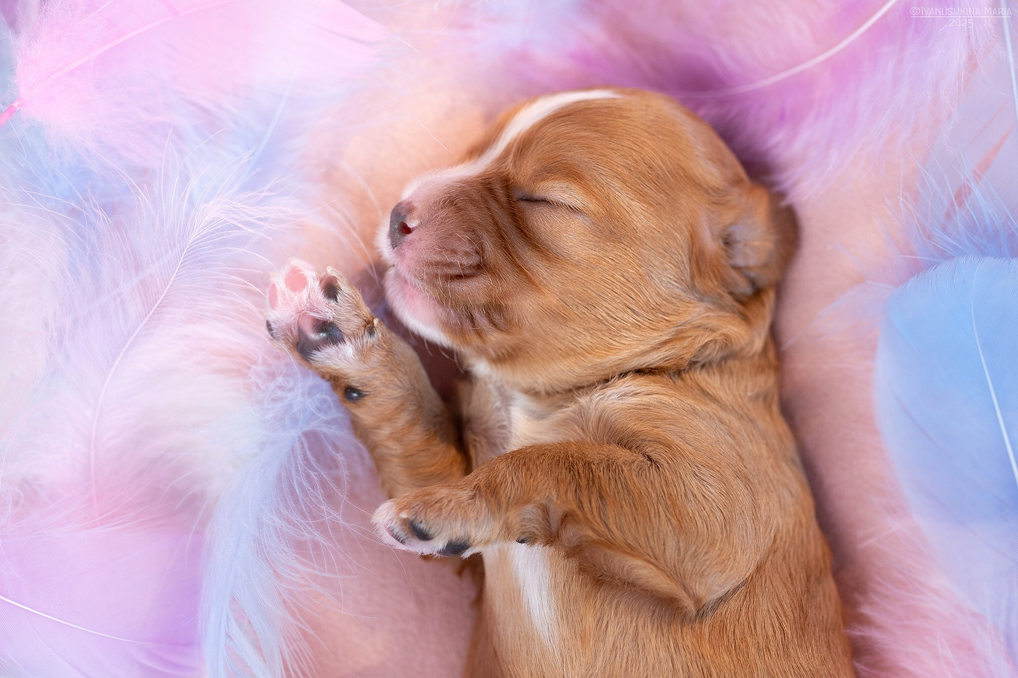 Ньюборн фотосессия щенков. Фотограф собак в Москве и Московской области Иванушкина Мария