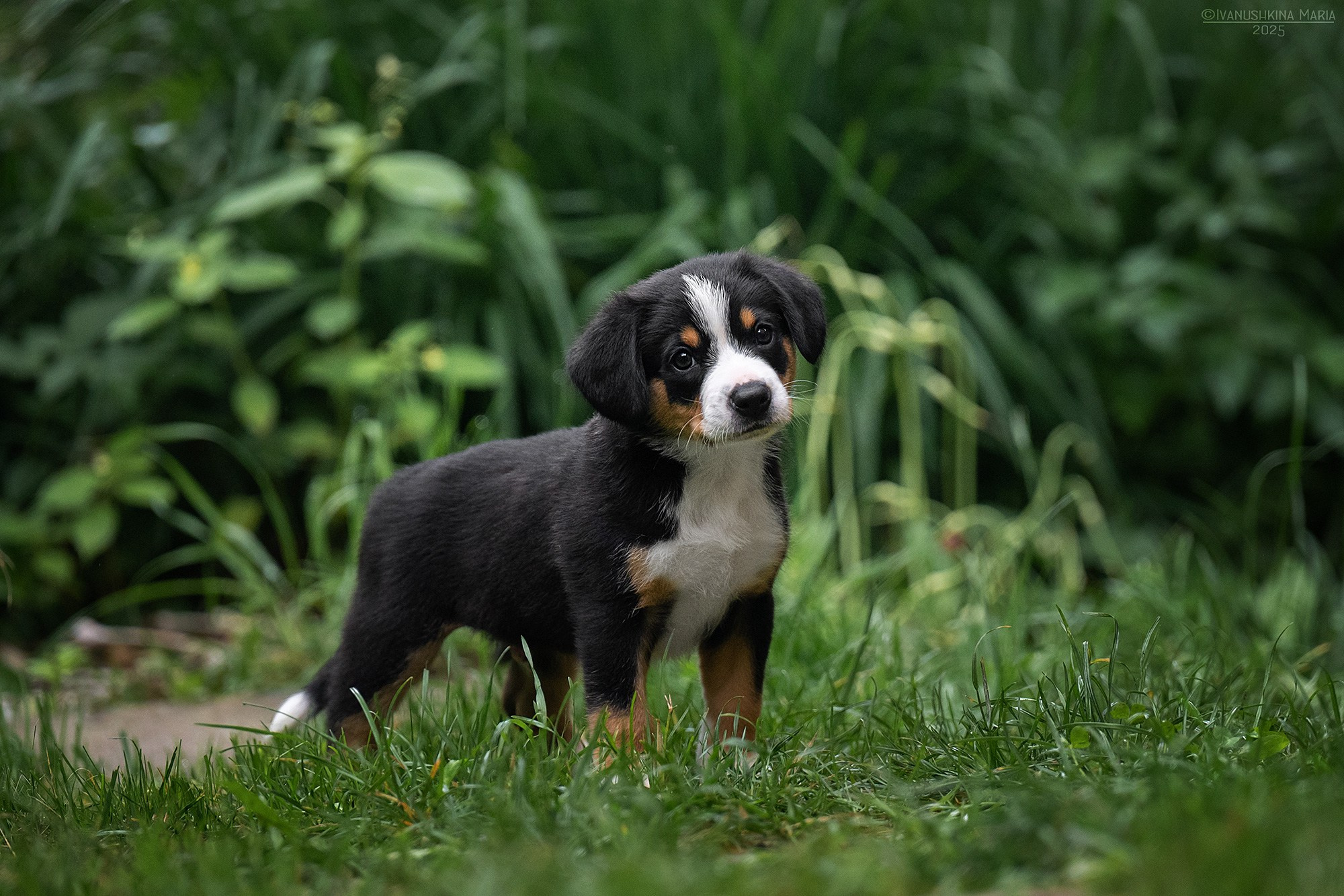 Фотосессия щенков на продажу. Фотограф собак в Москве и Московской области Иванушкина Мария