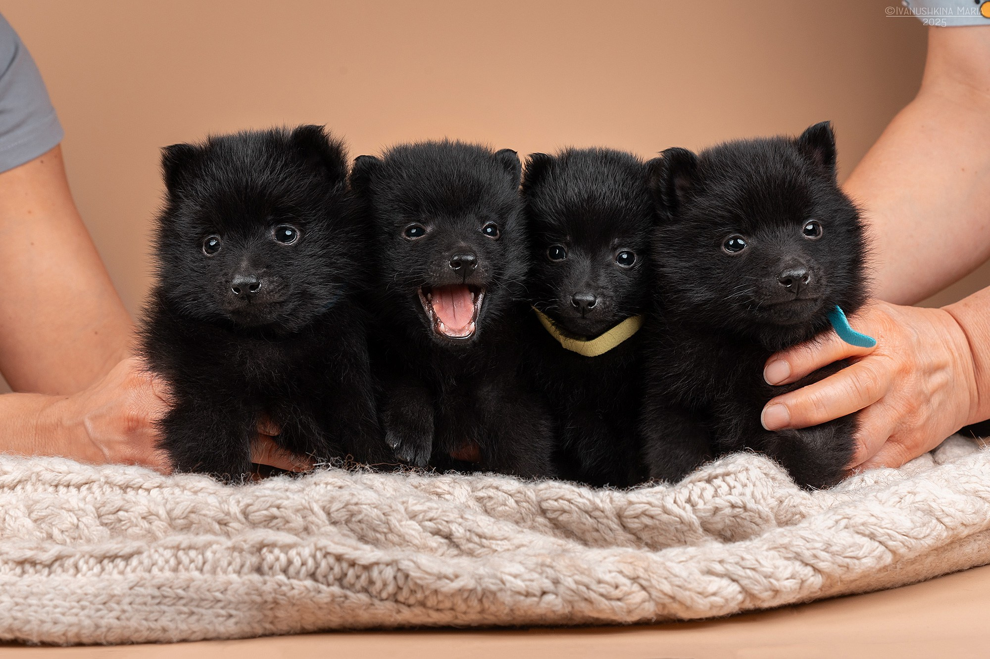 Фотосессия щенков на фонах. Фотограф собак в Москве и Московской области Иванушкина Мария