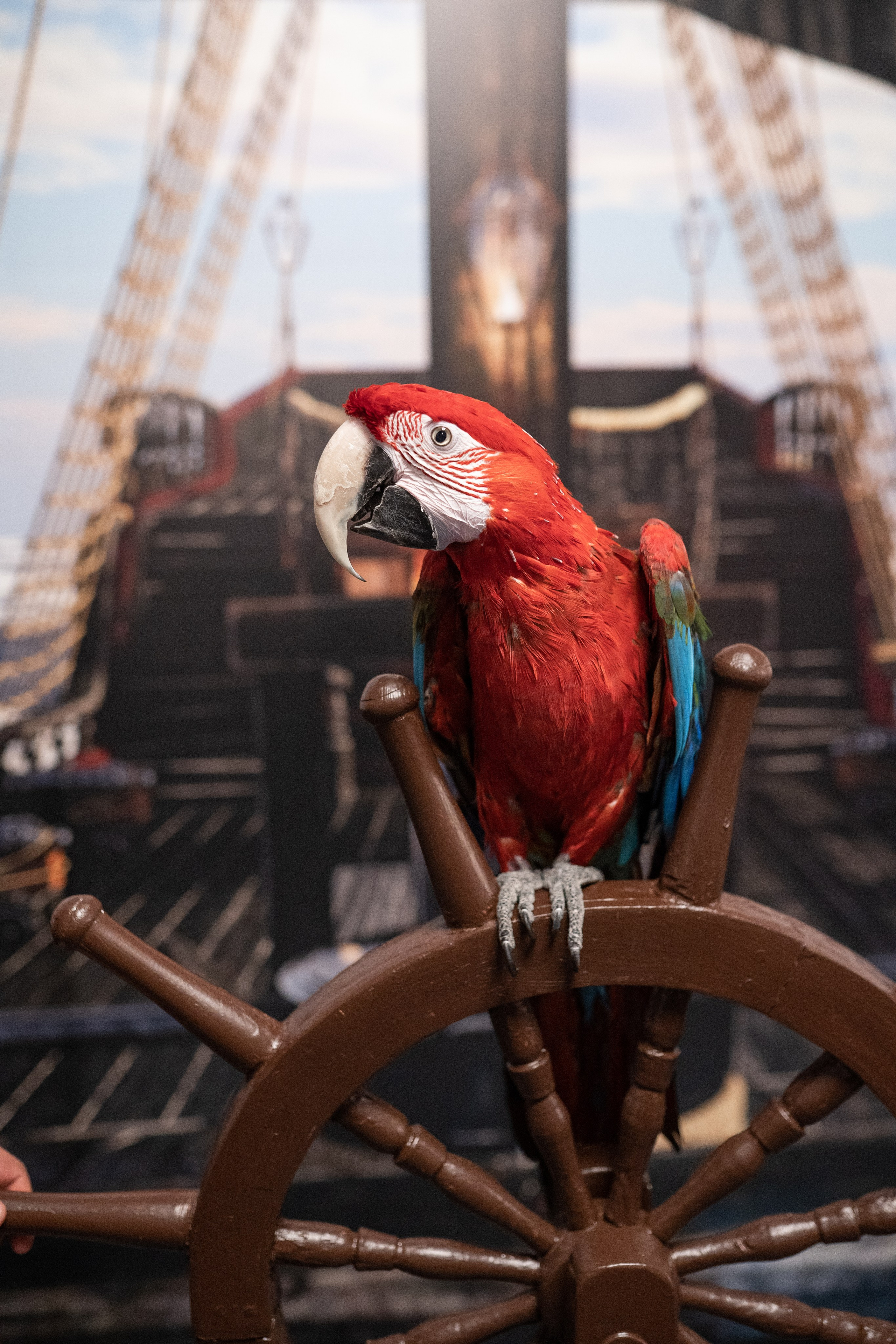 XVIII Инклюзивный Бал. Фотограф в Самаре Иван Булатов