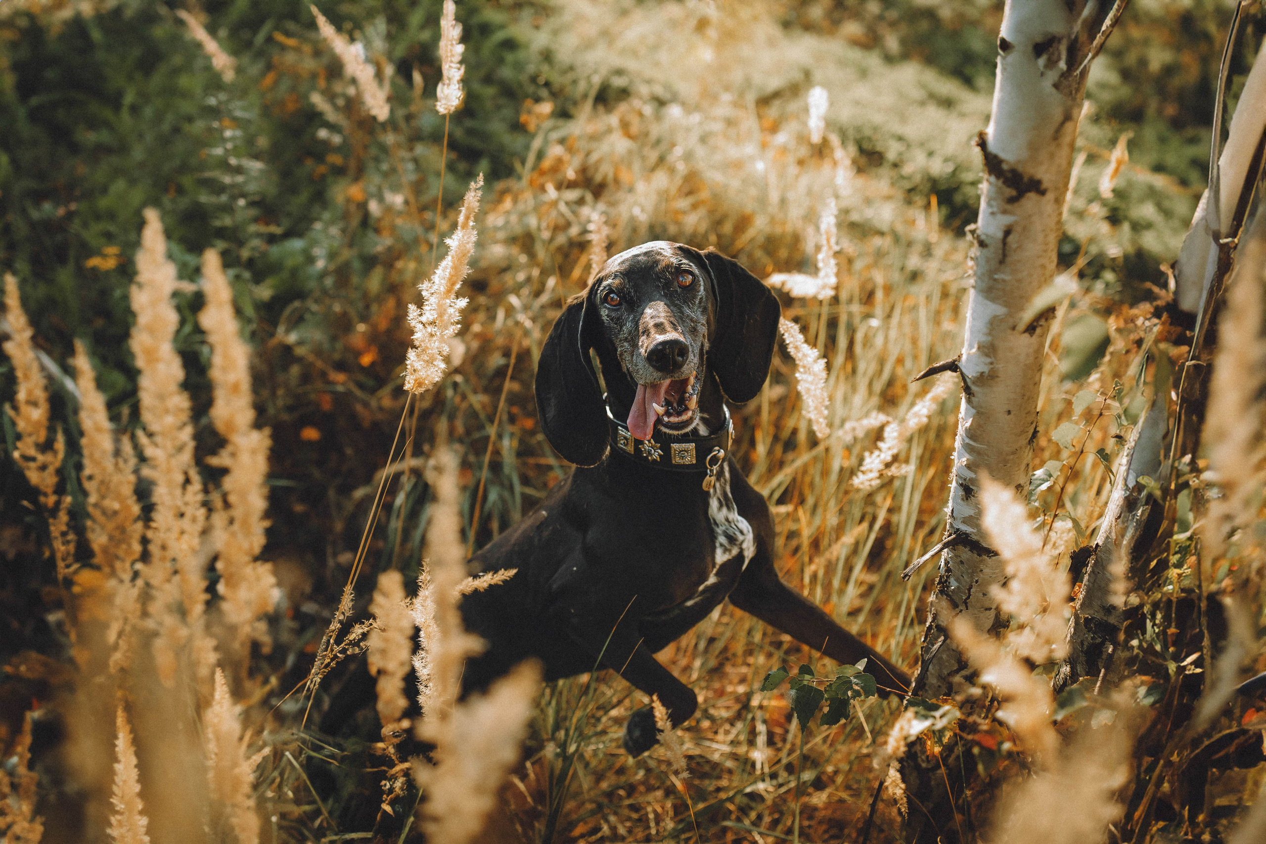 Камри и Пафи